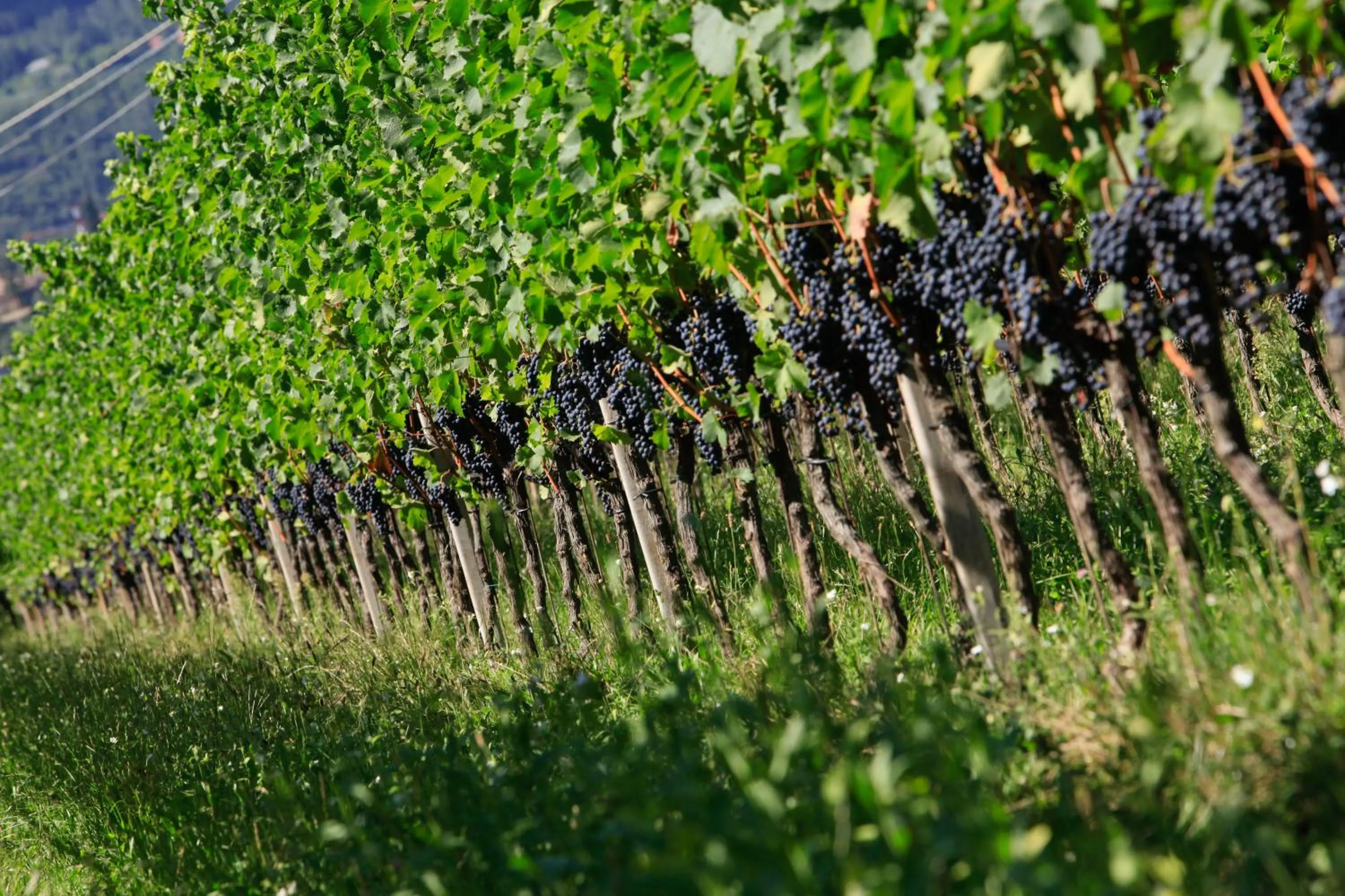Garden in Hotel Hasslhof