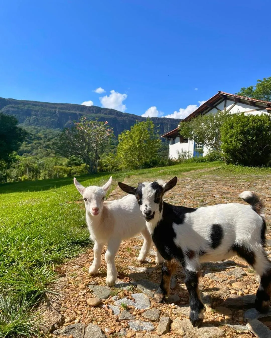 Animals in Segredo da Serra Guest House