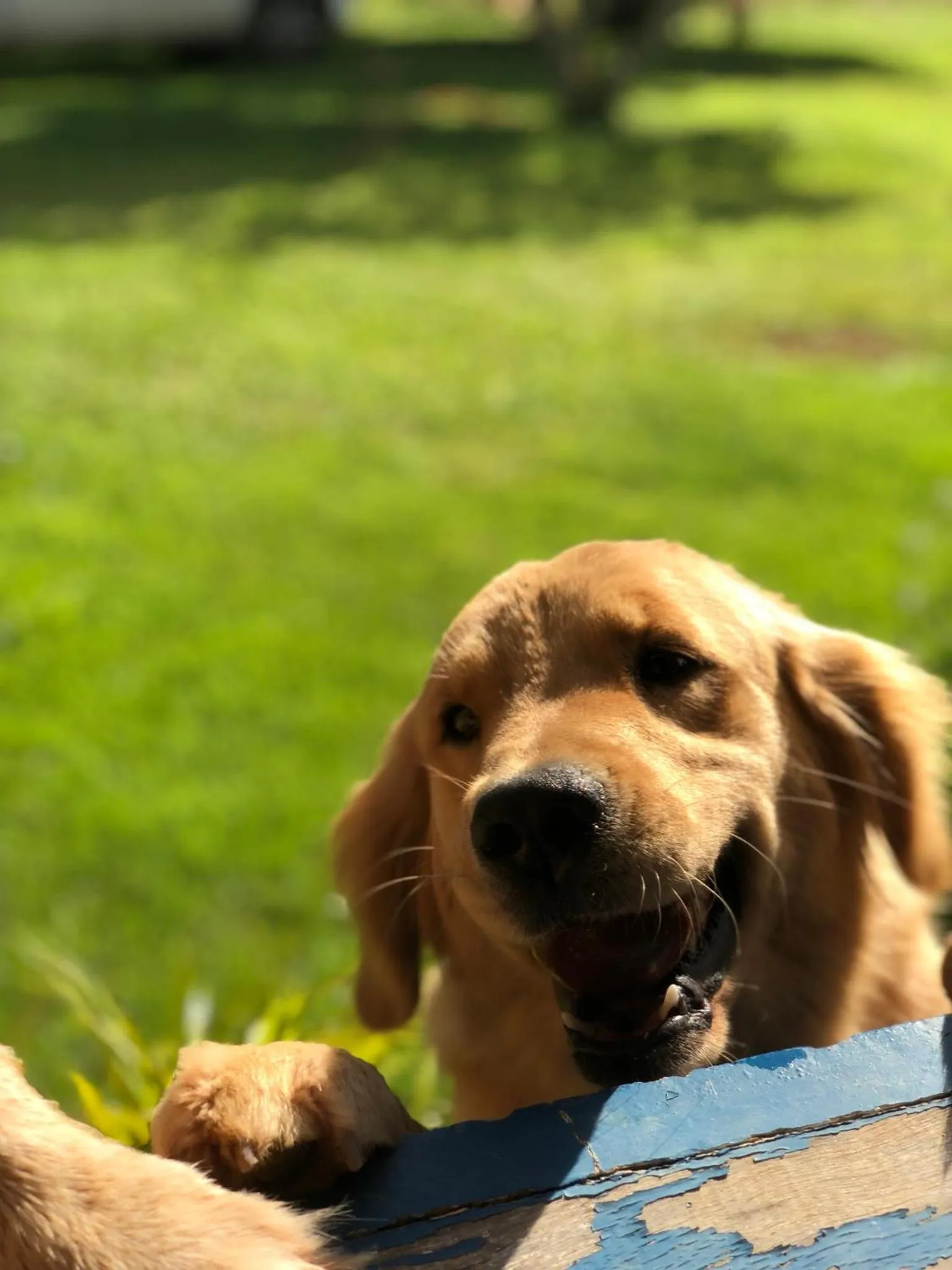 Garden in Segredo da Serra Guest House