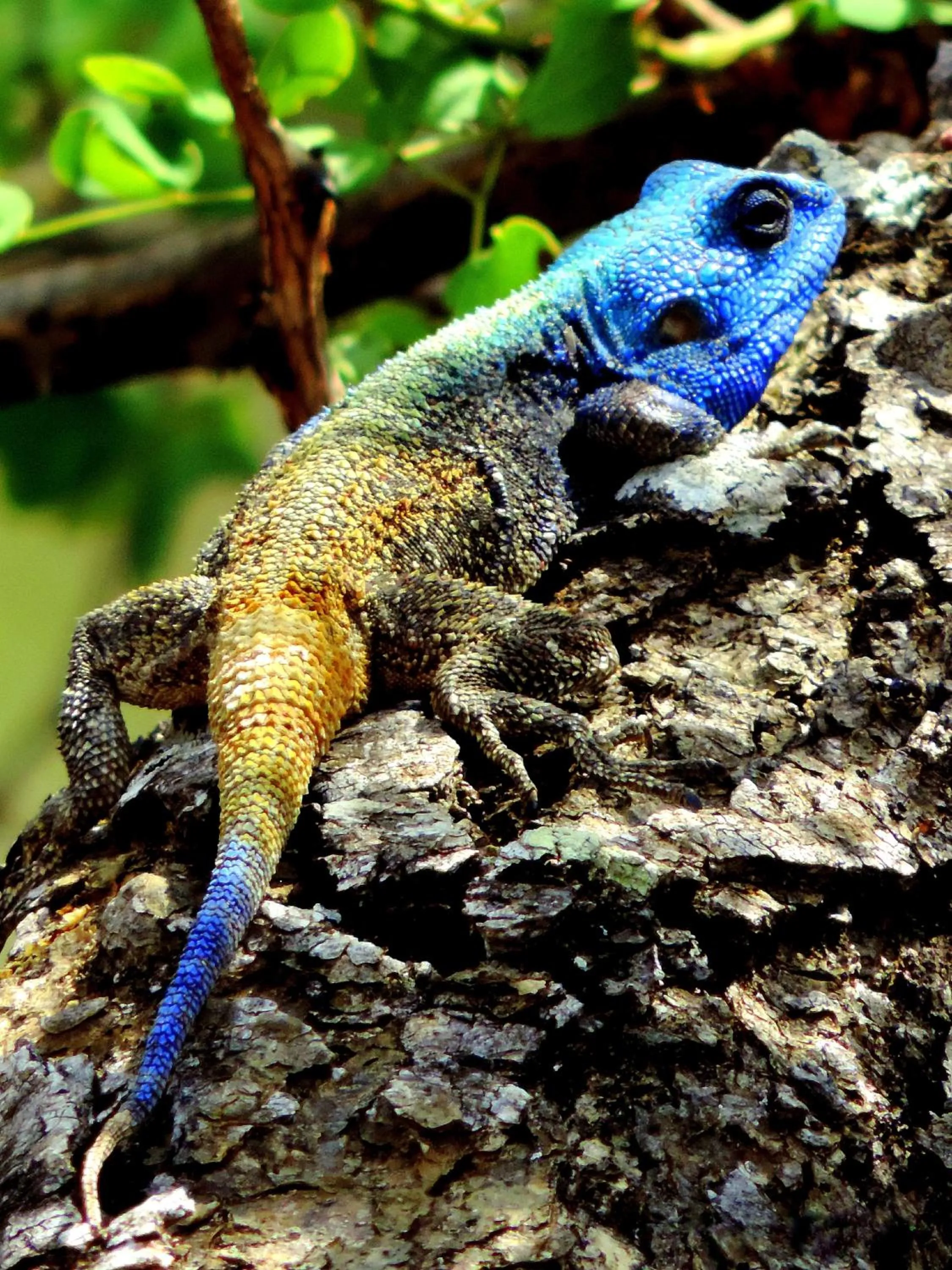 Animals in Leopard Mountain Safari Lodge