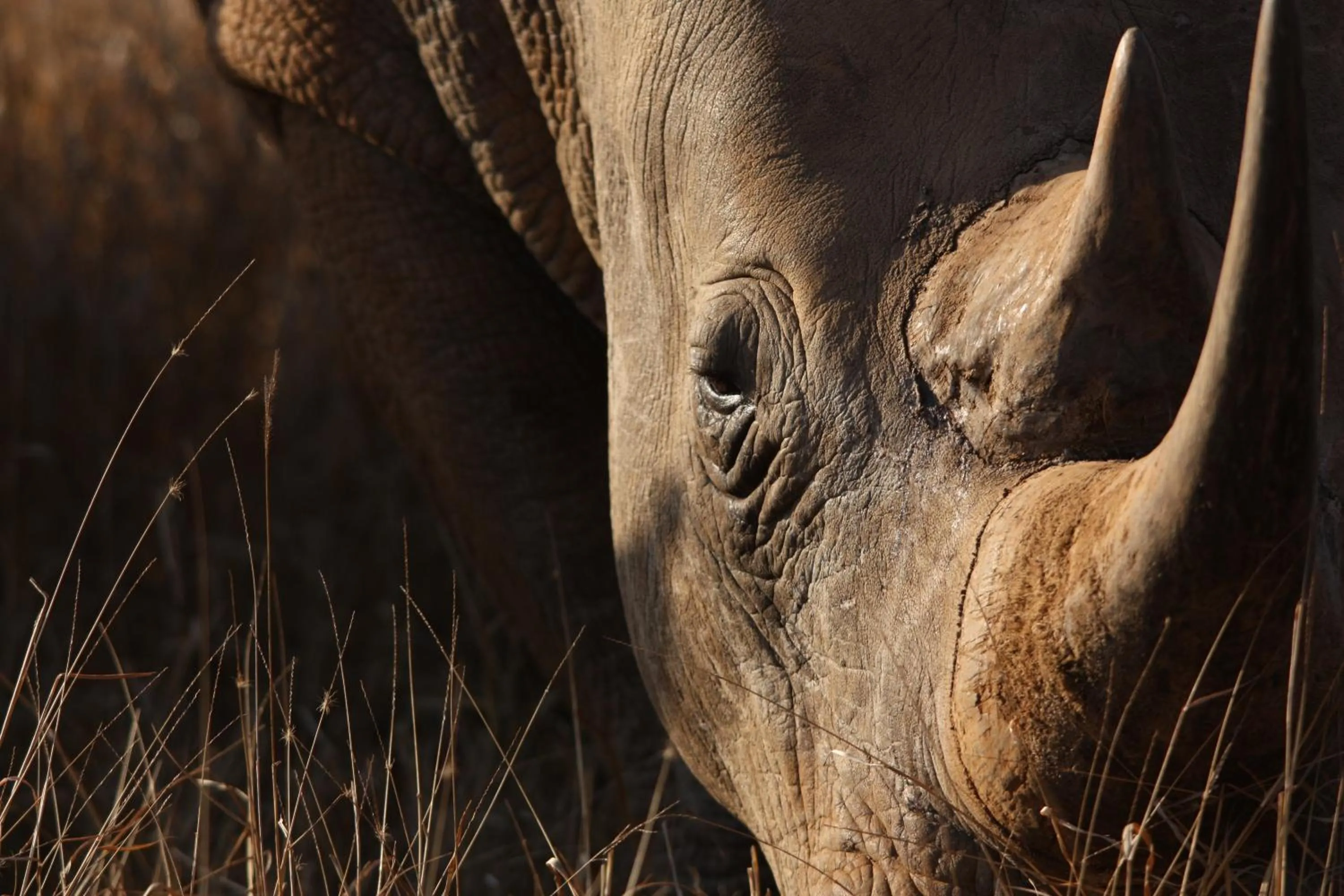 Animals in Leopard Mountain Safari Lodge