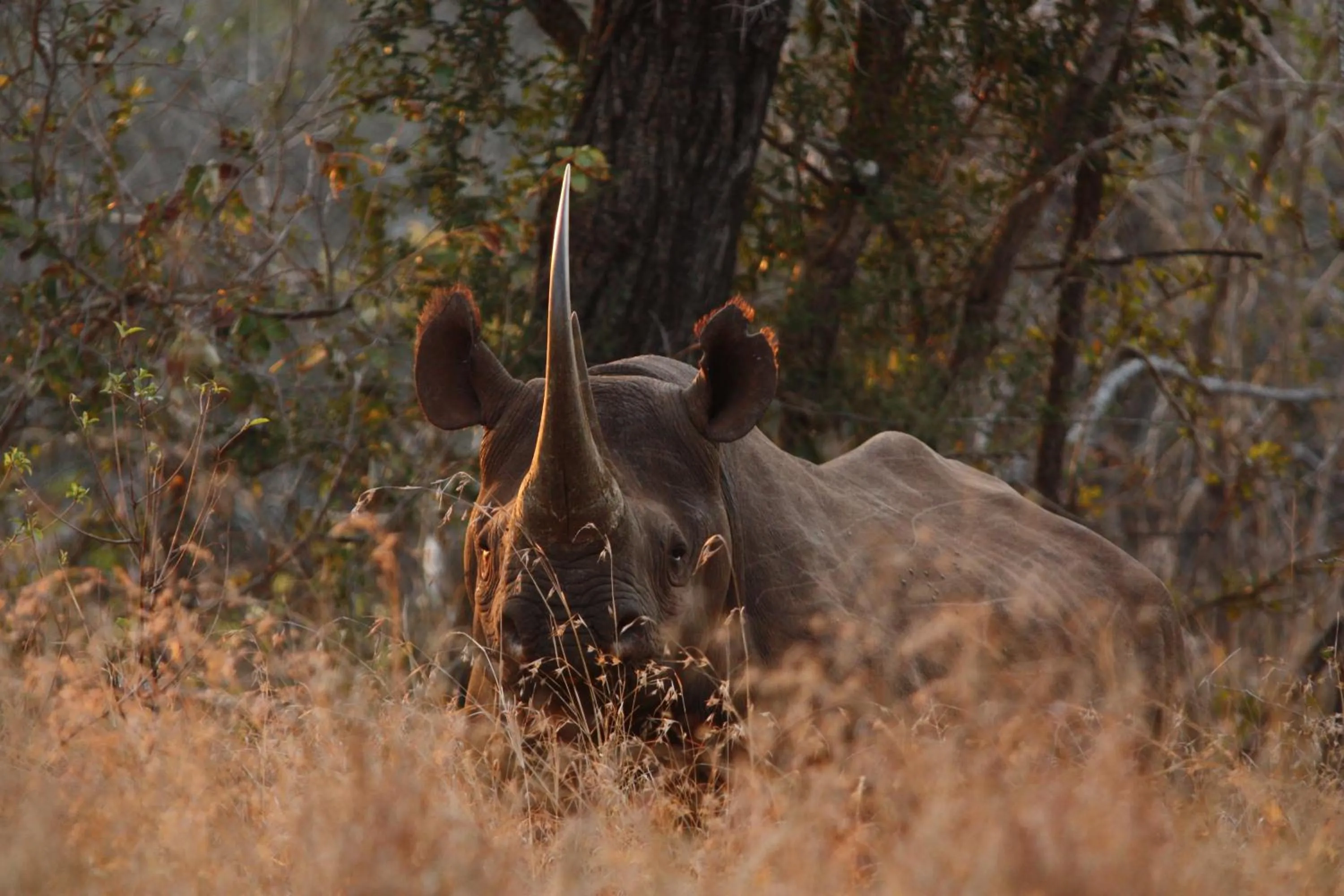 Animals in Leopard Mountain Safari Lodge