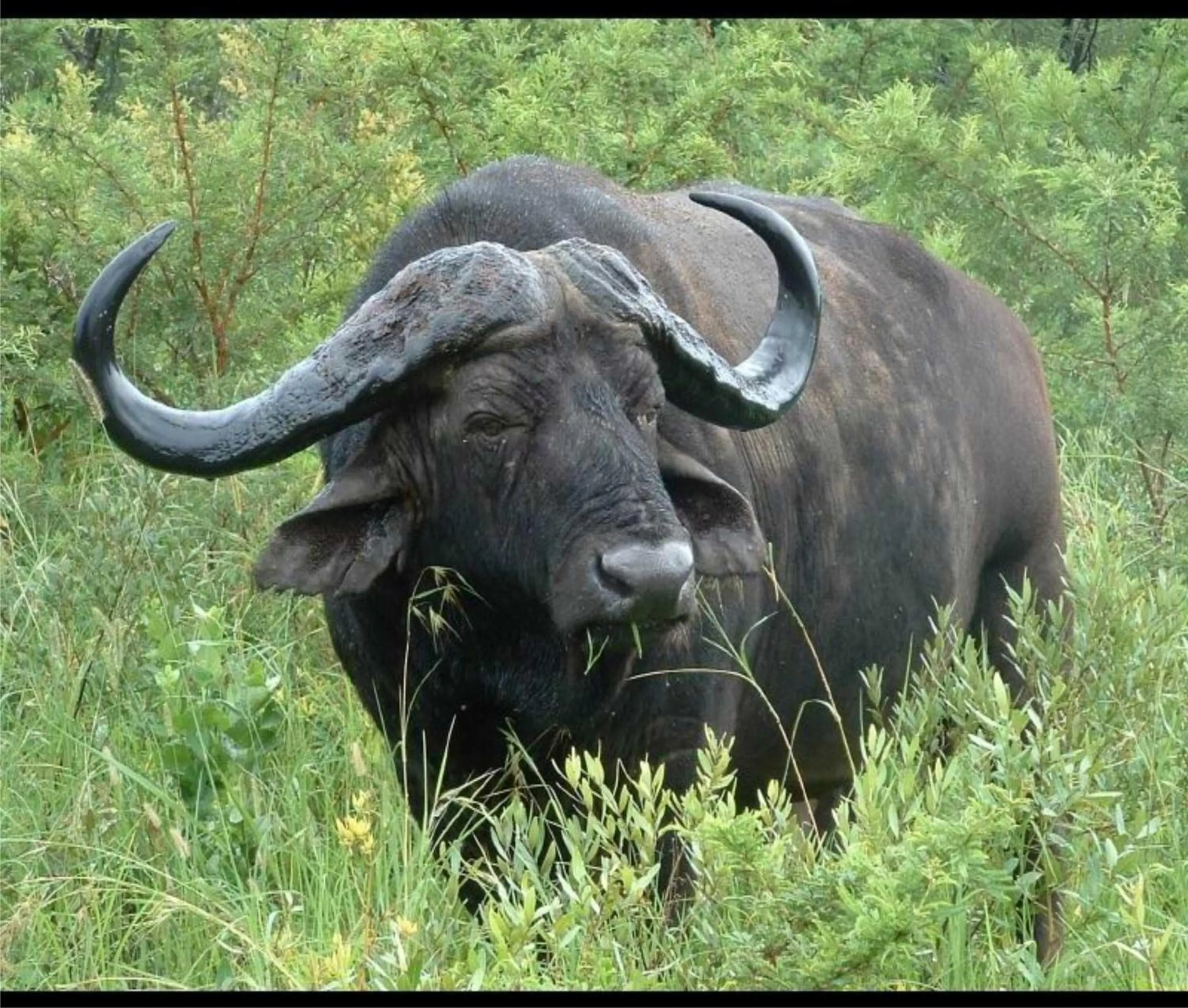 View (from property/room) in Leopard Mountain Safari Lodge