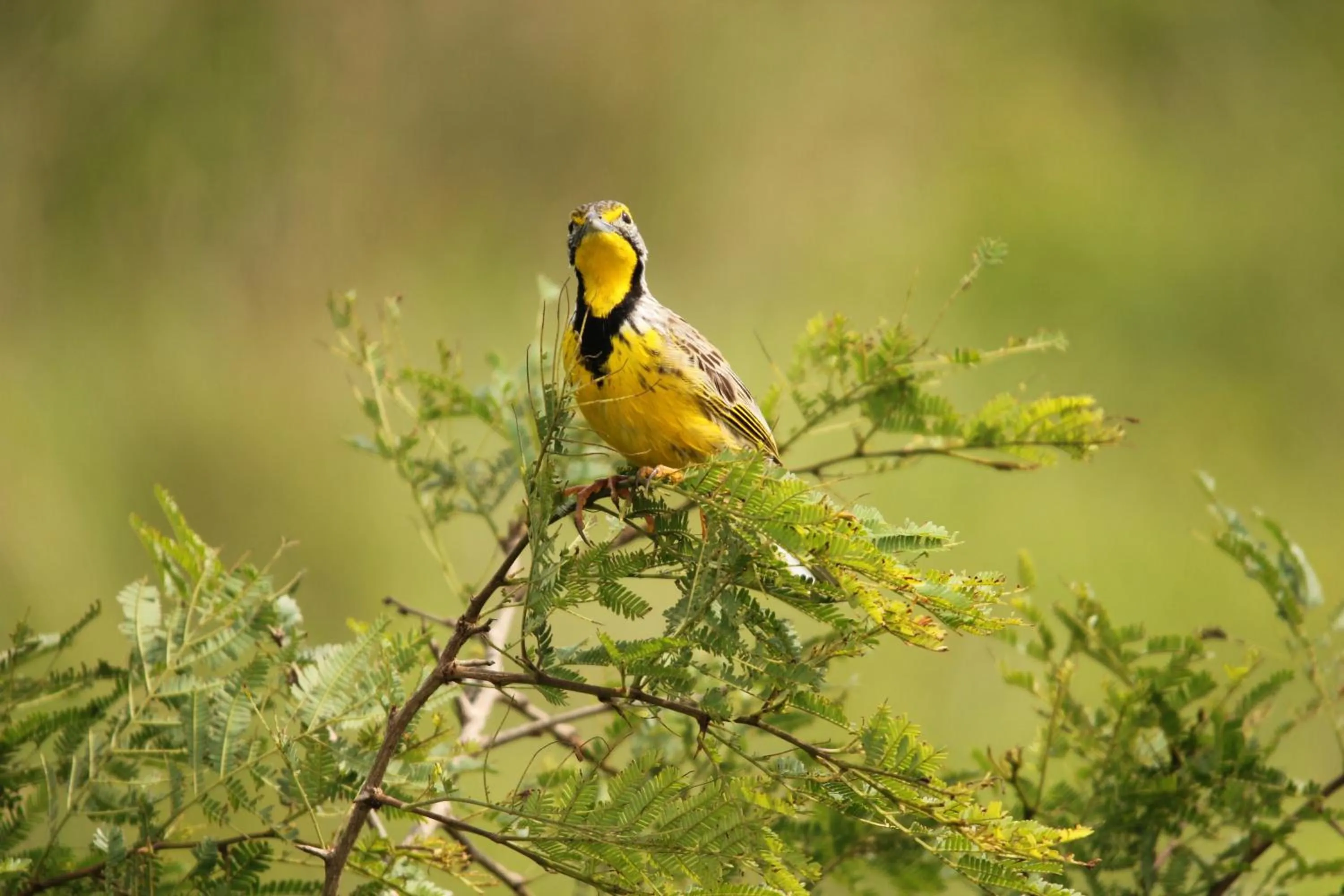Animals in Leopard Mountain Safari Lodge