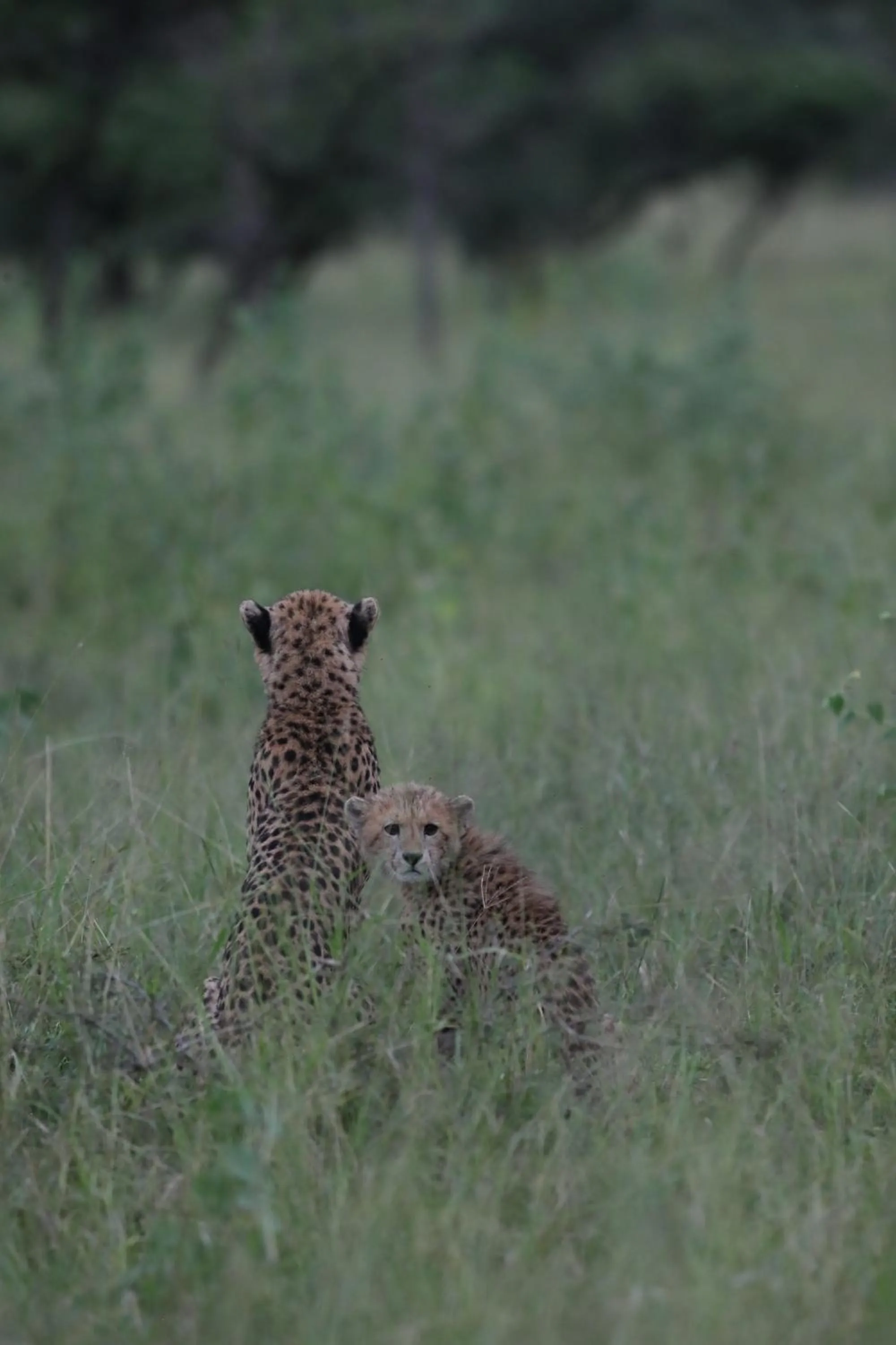 Animals in Leopard Mountain Safari Lodge