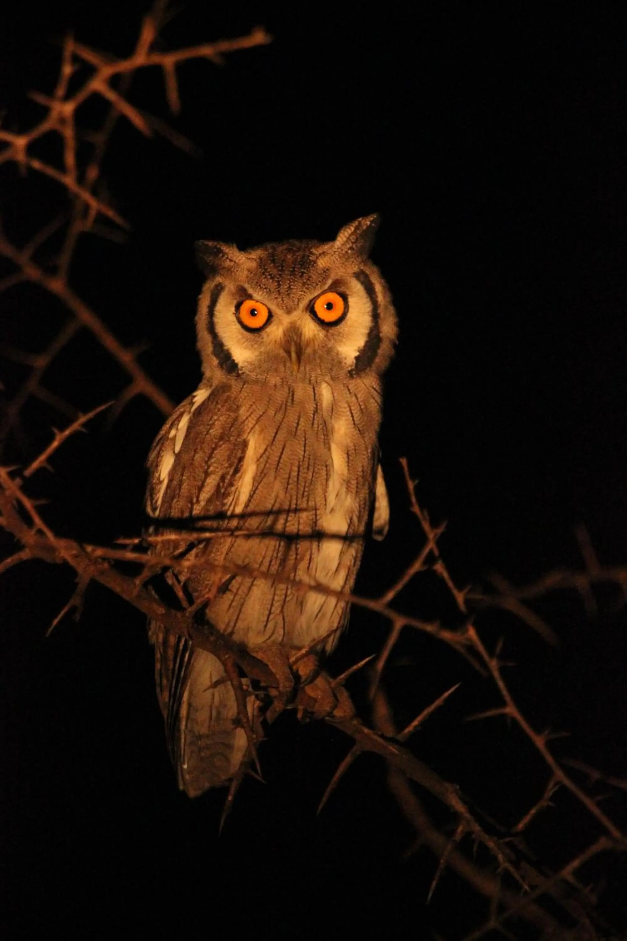 Animals in Leopard Mountain Safari Lodge