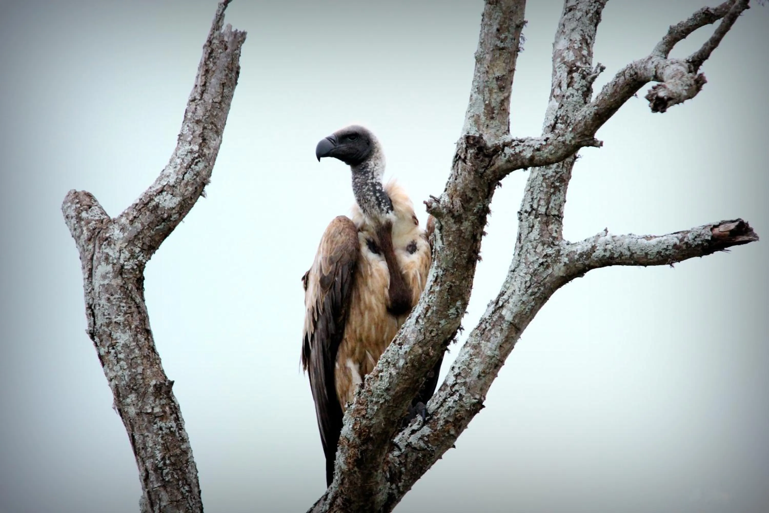 Natural landscape in Leopard Mountain Safari Lodge