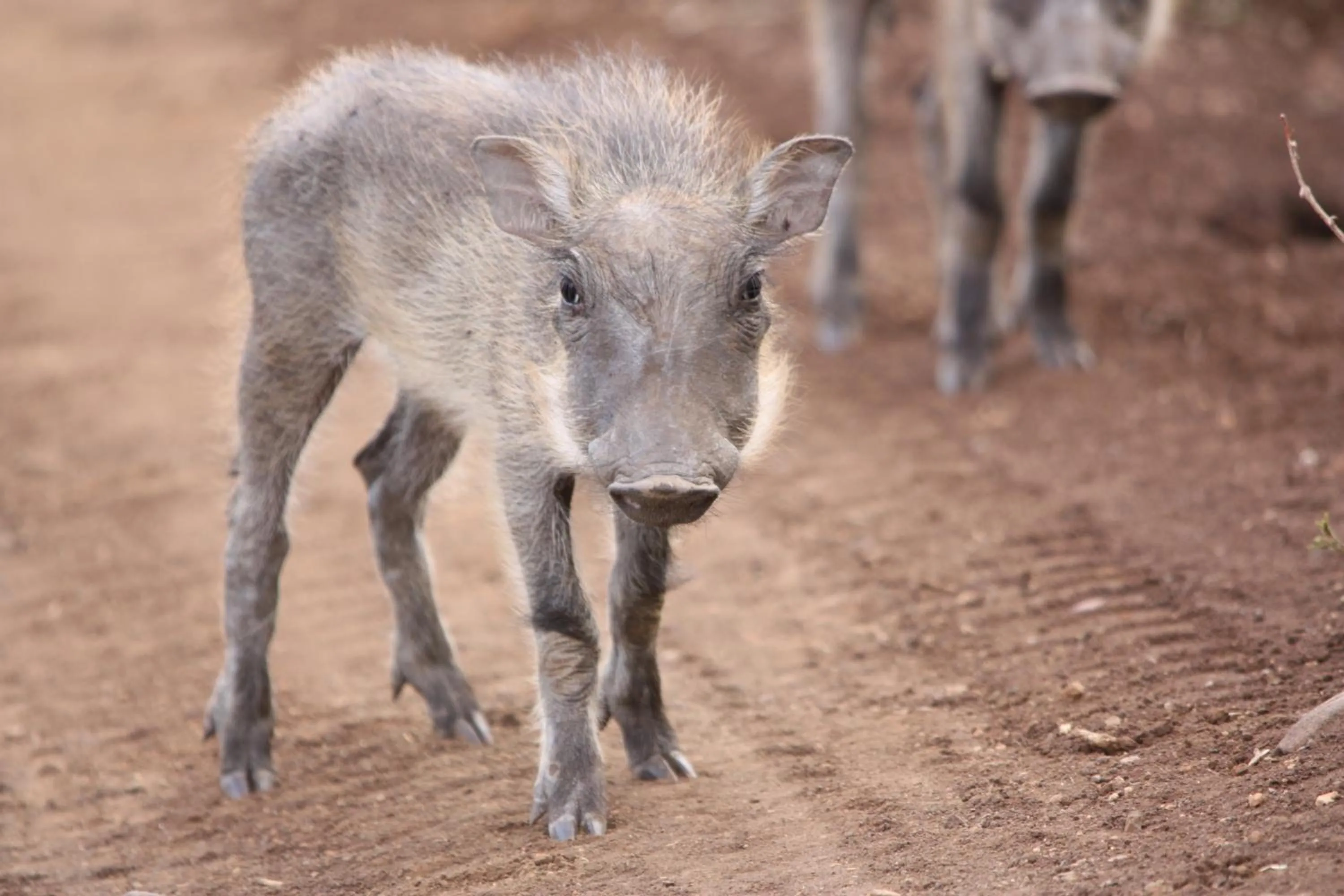 Animals in Leopard Mountain Safari Lodge
