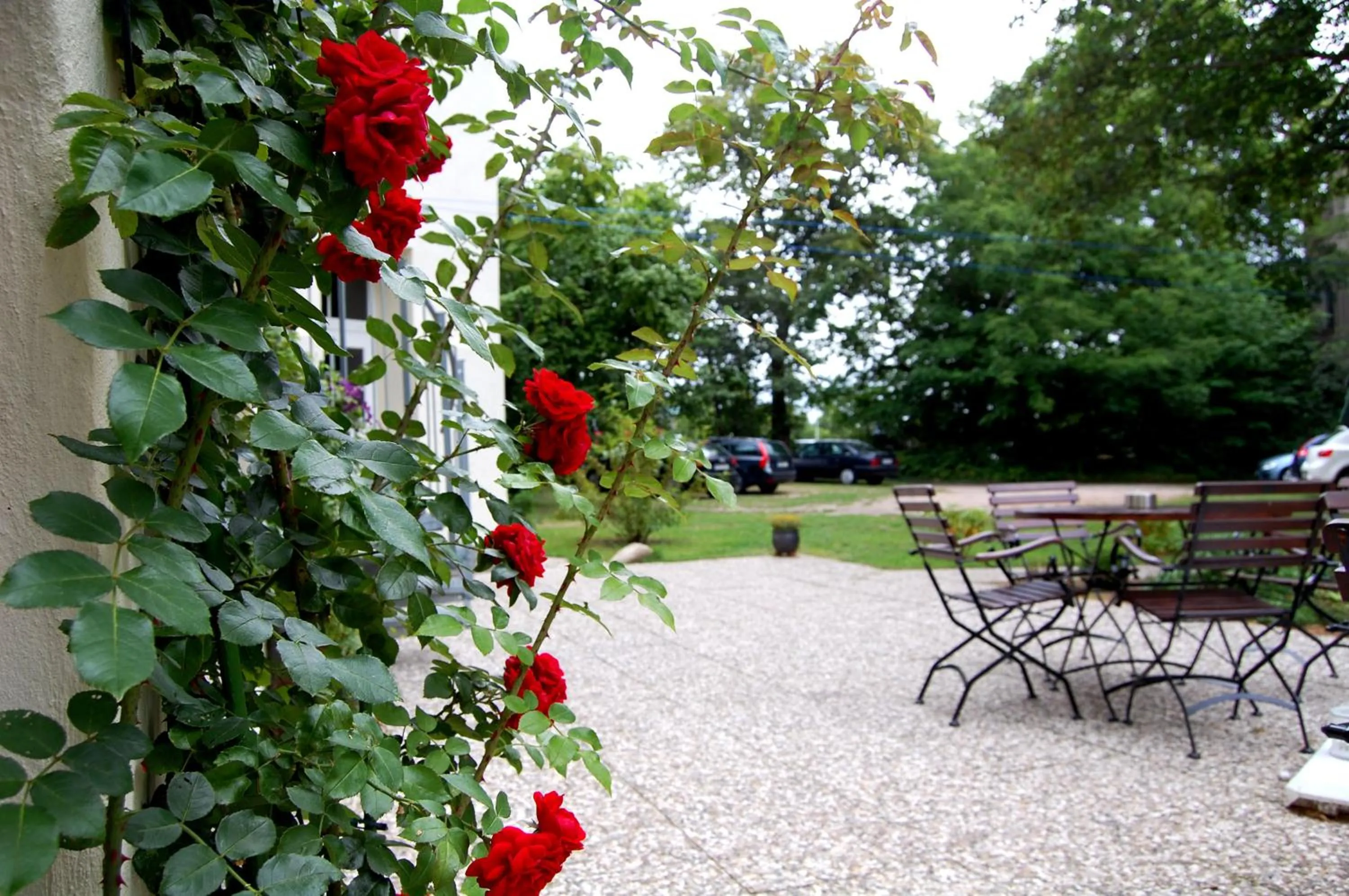 Garden in The Avalon Hotel - Altstadt Schwerin