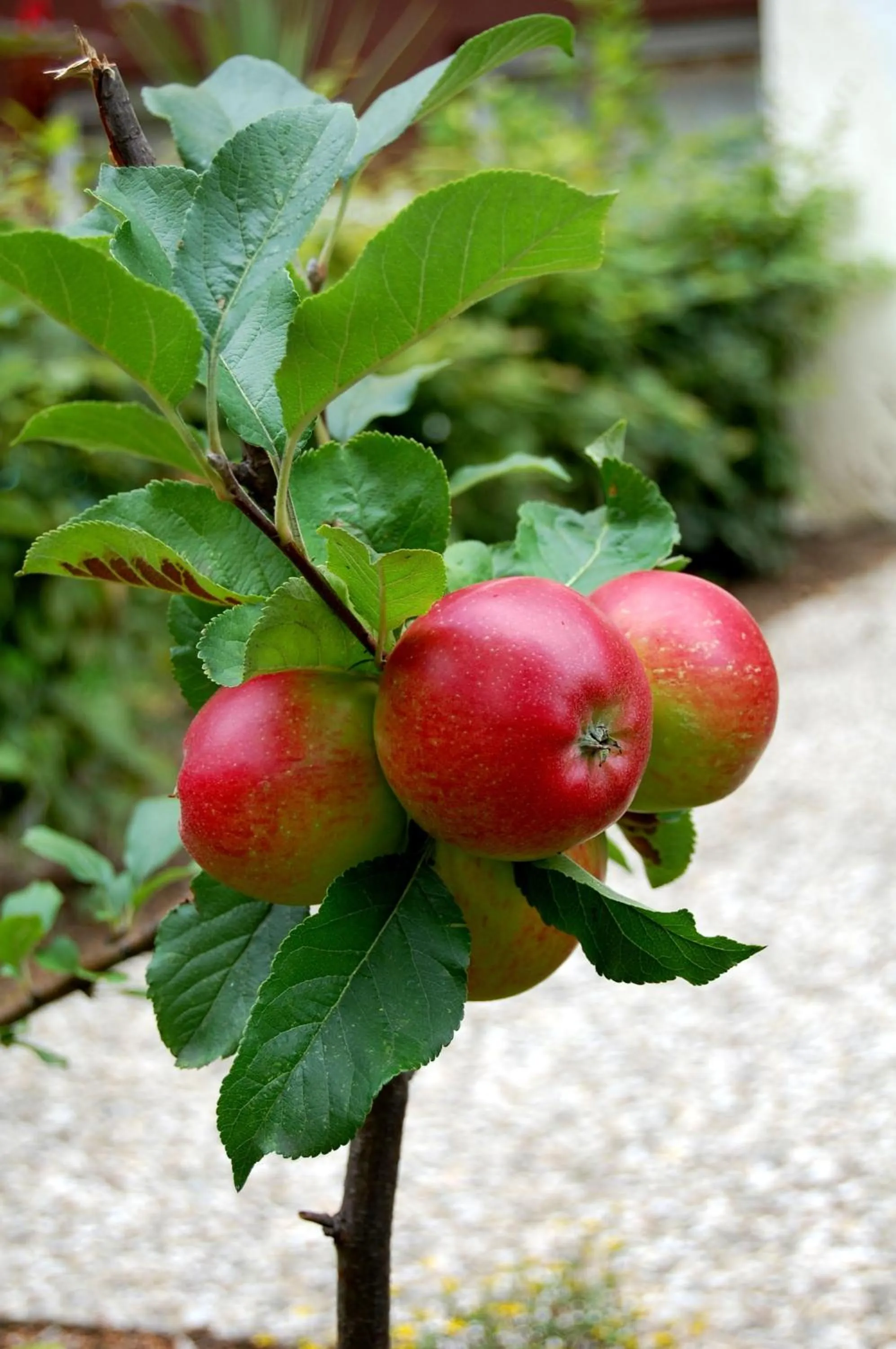 Garden in The Avalon Hotel - Altstadt Schwerin