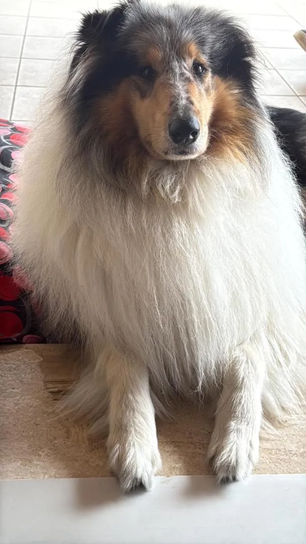 Pets in L'Essenza Hotel