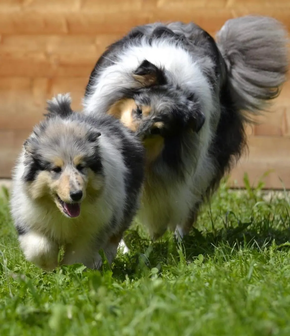 Pets in L'Essenza Hotel