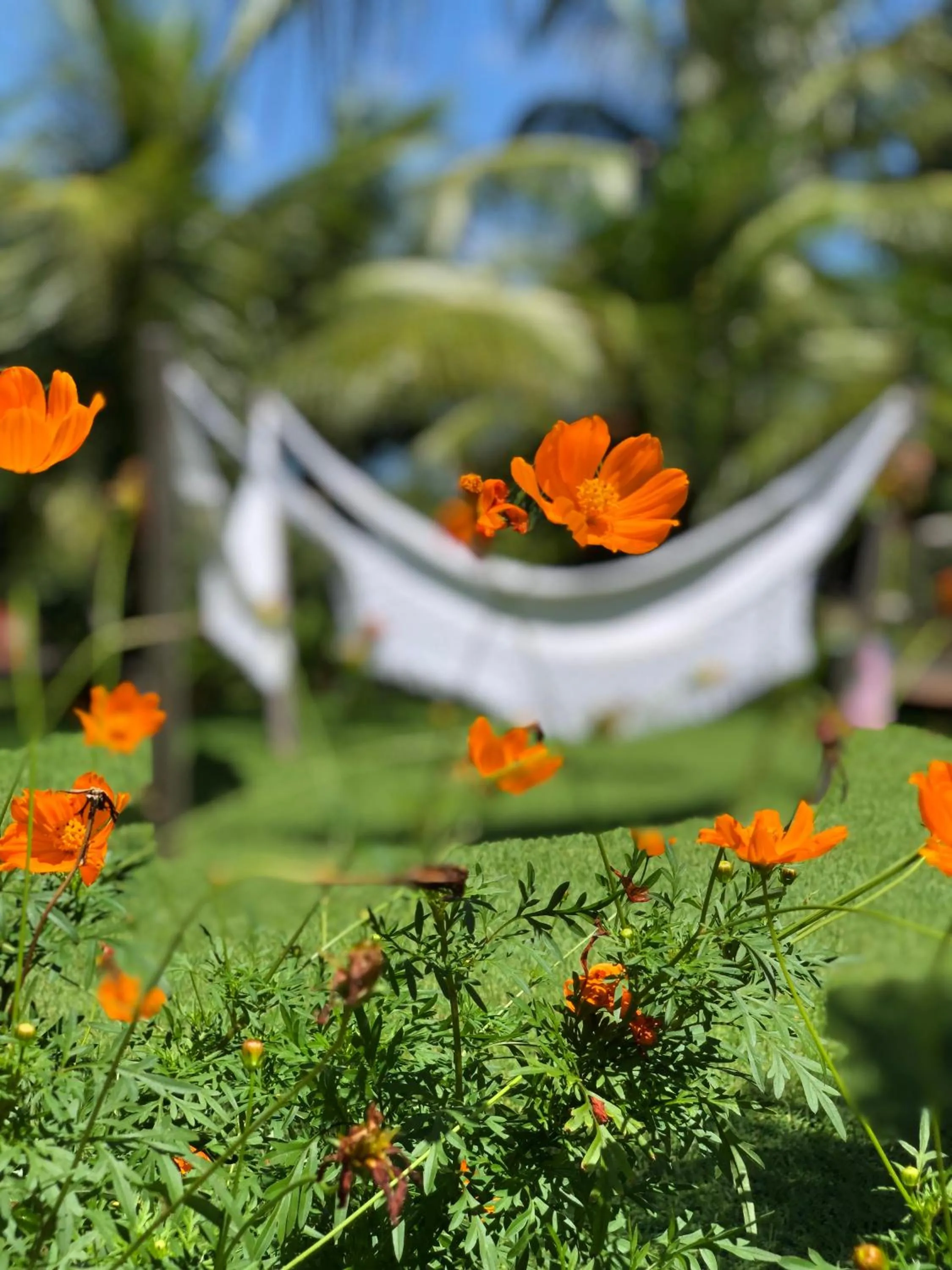 Garden in Pousada Estrela do Mar Noronha by Alto da Ilha