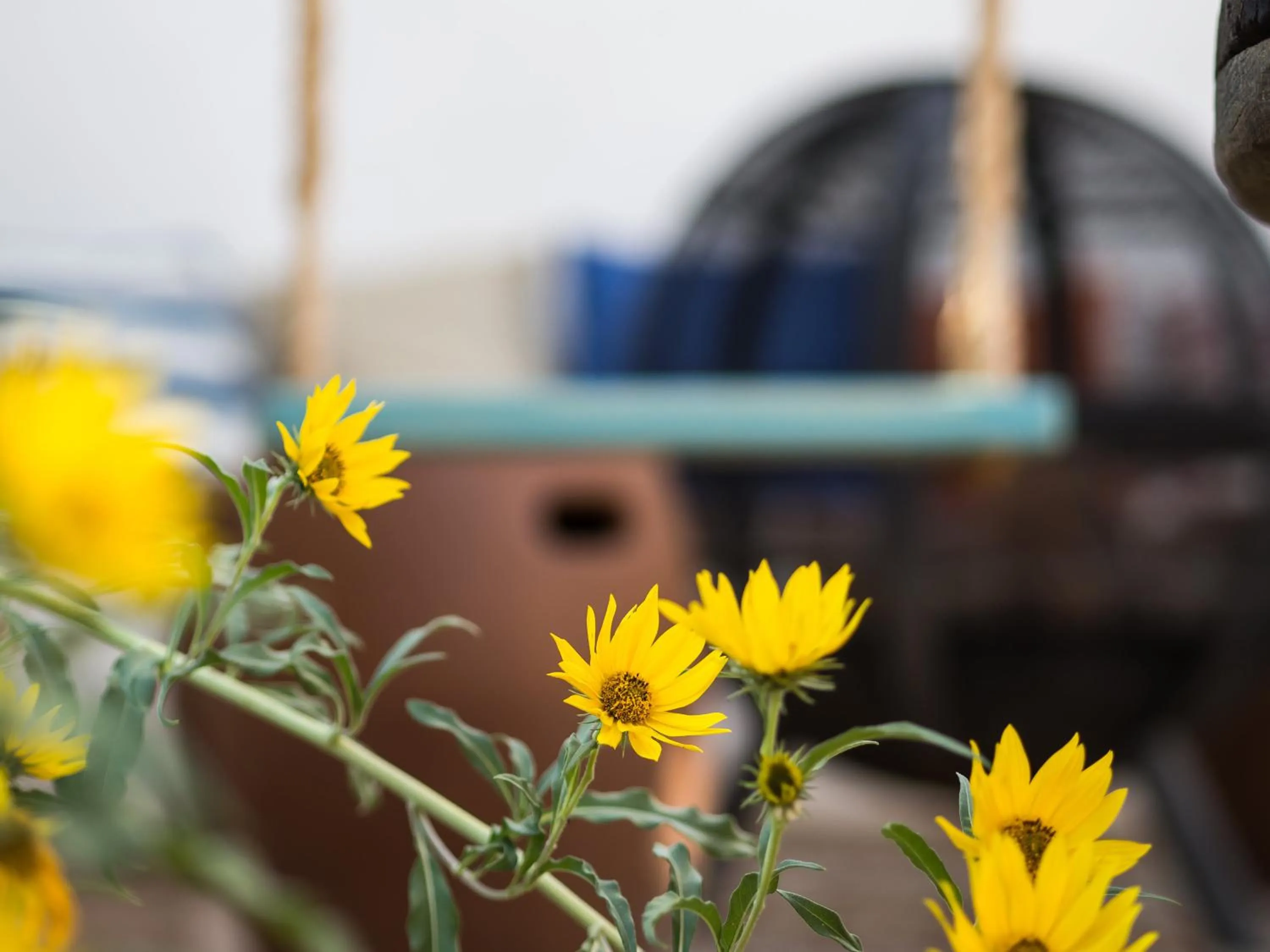 Day in Painted Lady Bed & Brew