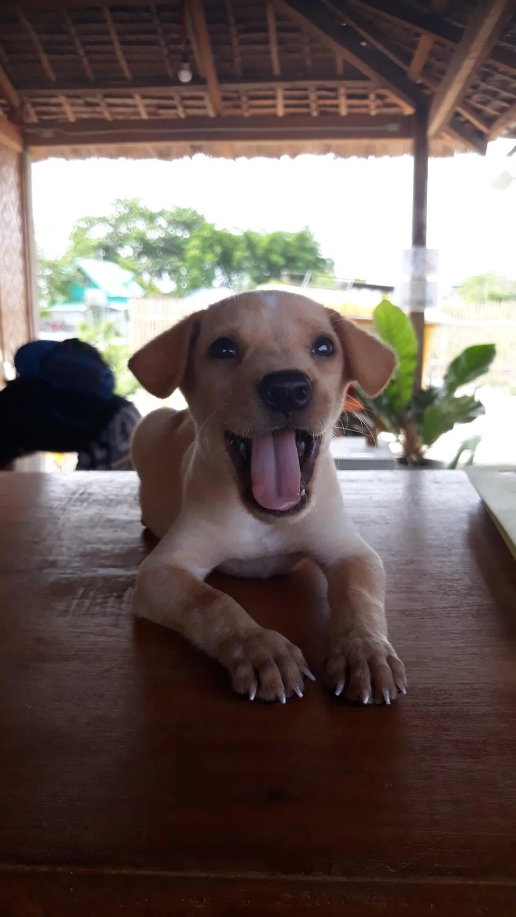 Animals in Ananas Guesthouse