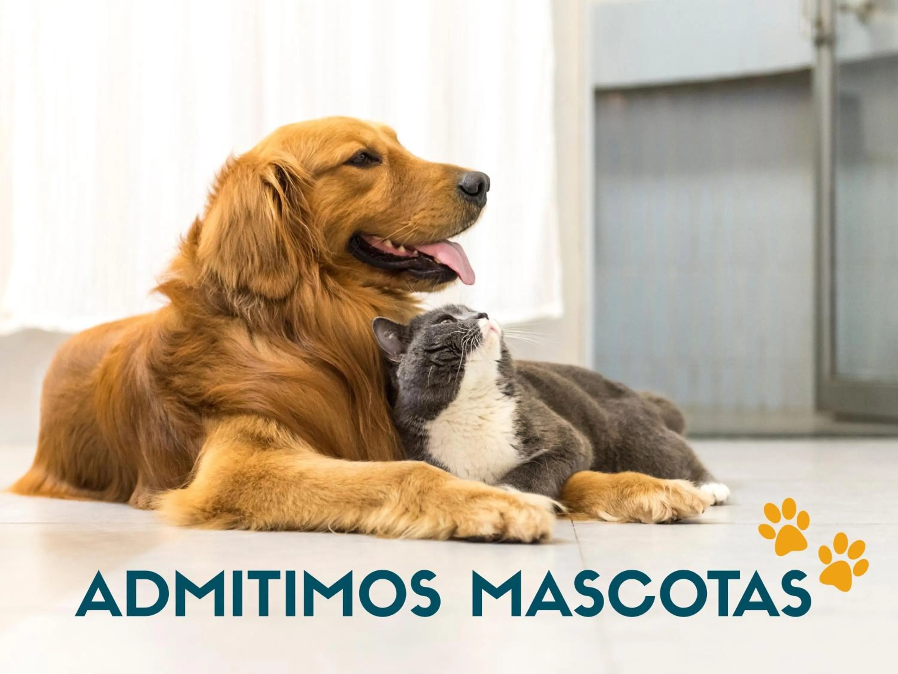 Pets in Apartamentos Playa de Benicarló 3000