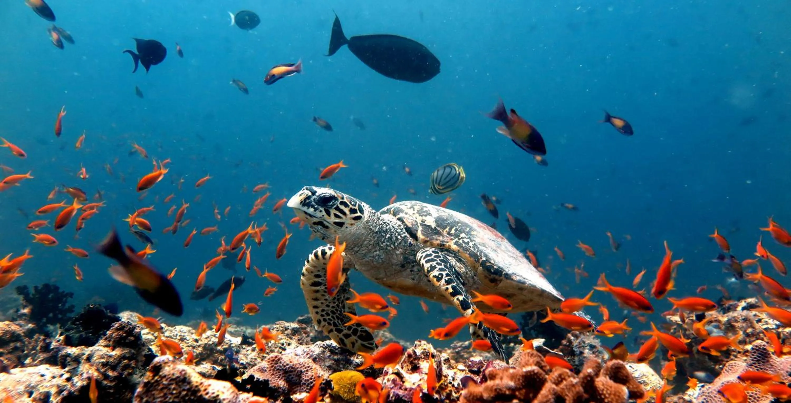 Sea view in Beach Cottage