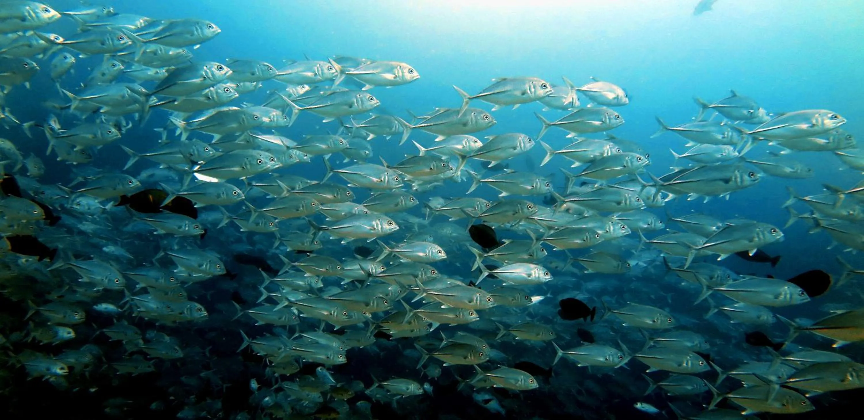 Sea view in Beach Cottage