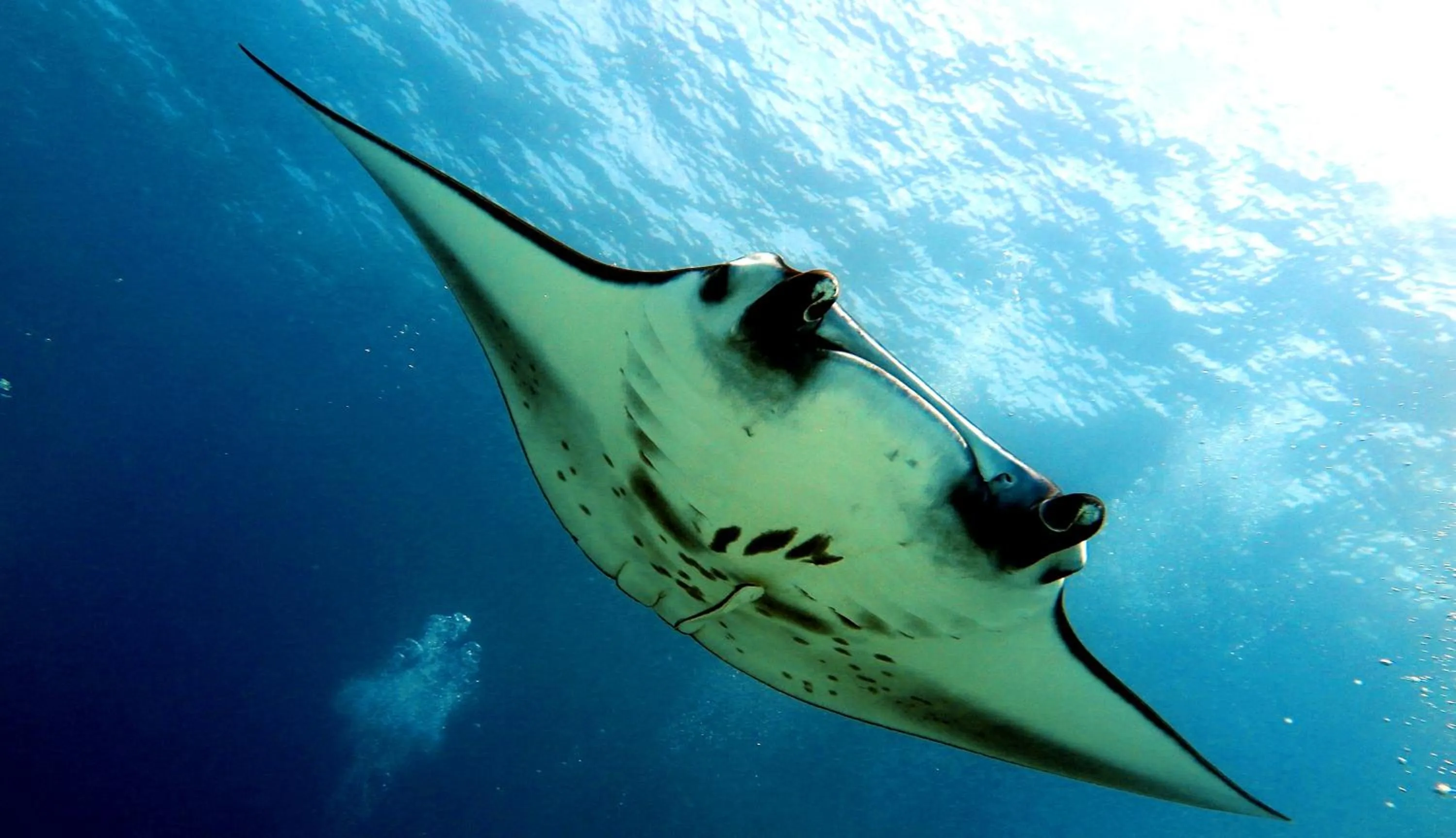 Sea view in Beach Cottage