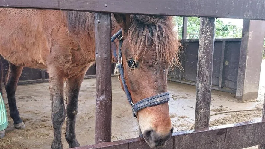Animals in Little Mermaid Hotel Ishigakijima