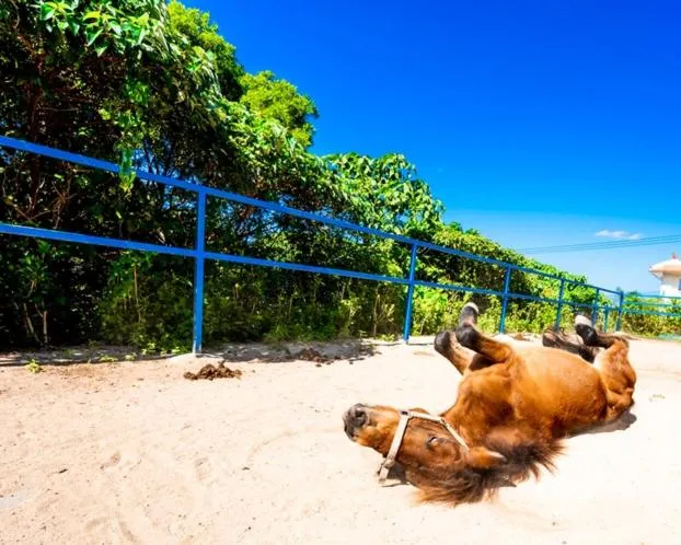 Animals in Little Mermaid Hotel Ishigakijima