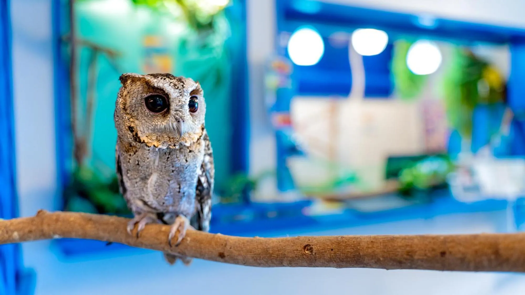 Area and facilities in Little Mermaid Hotel Ishigakijima