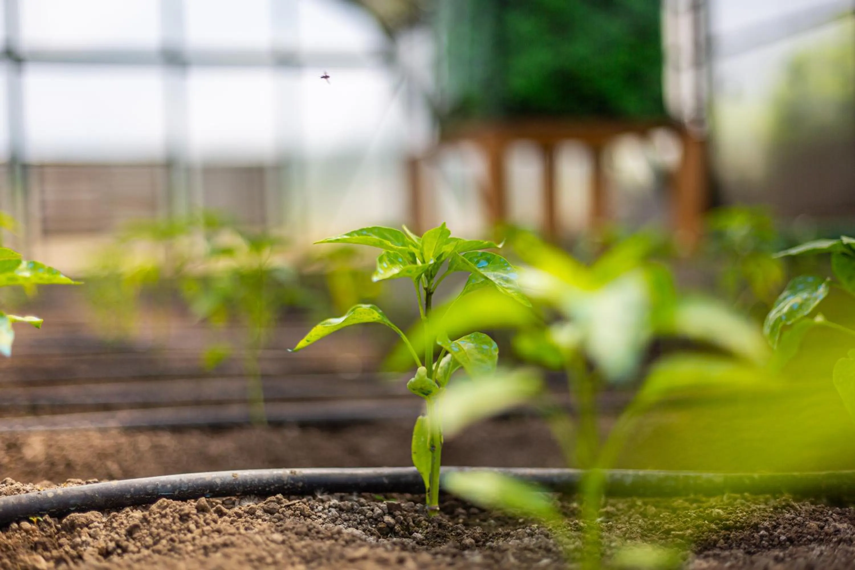 Garden in Pensiunea Casa Nostalgia