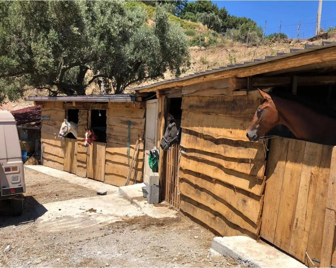 Animals in Magia dell'Aspromonte