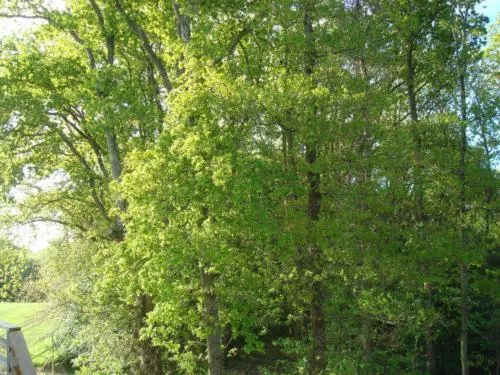 Garden in Hôtel Anaïade, The Originals City, Saint-Nazaire Pornichet