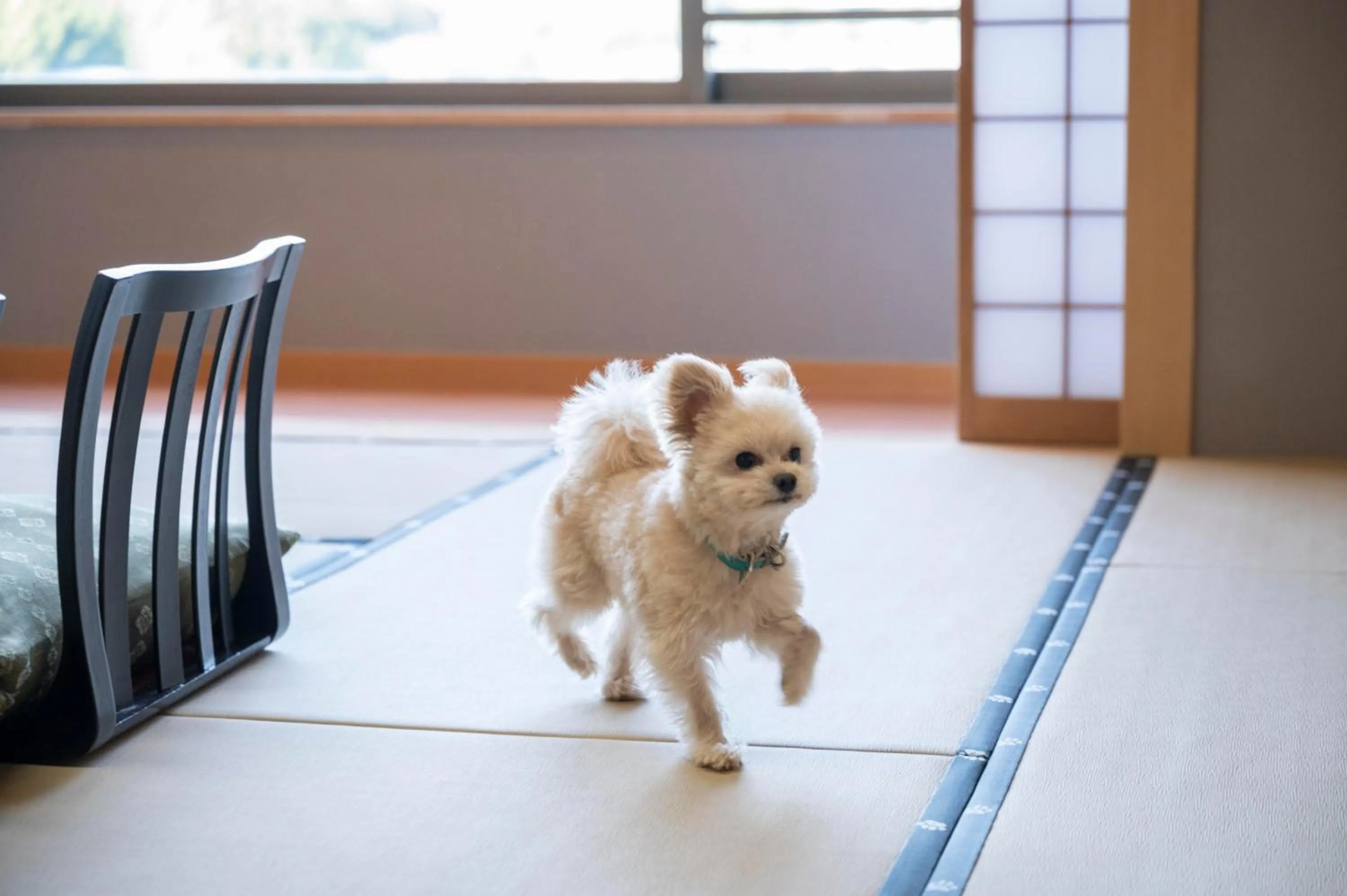 Pets in Hamanako Wan Wan Paradise Hotel