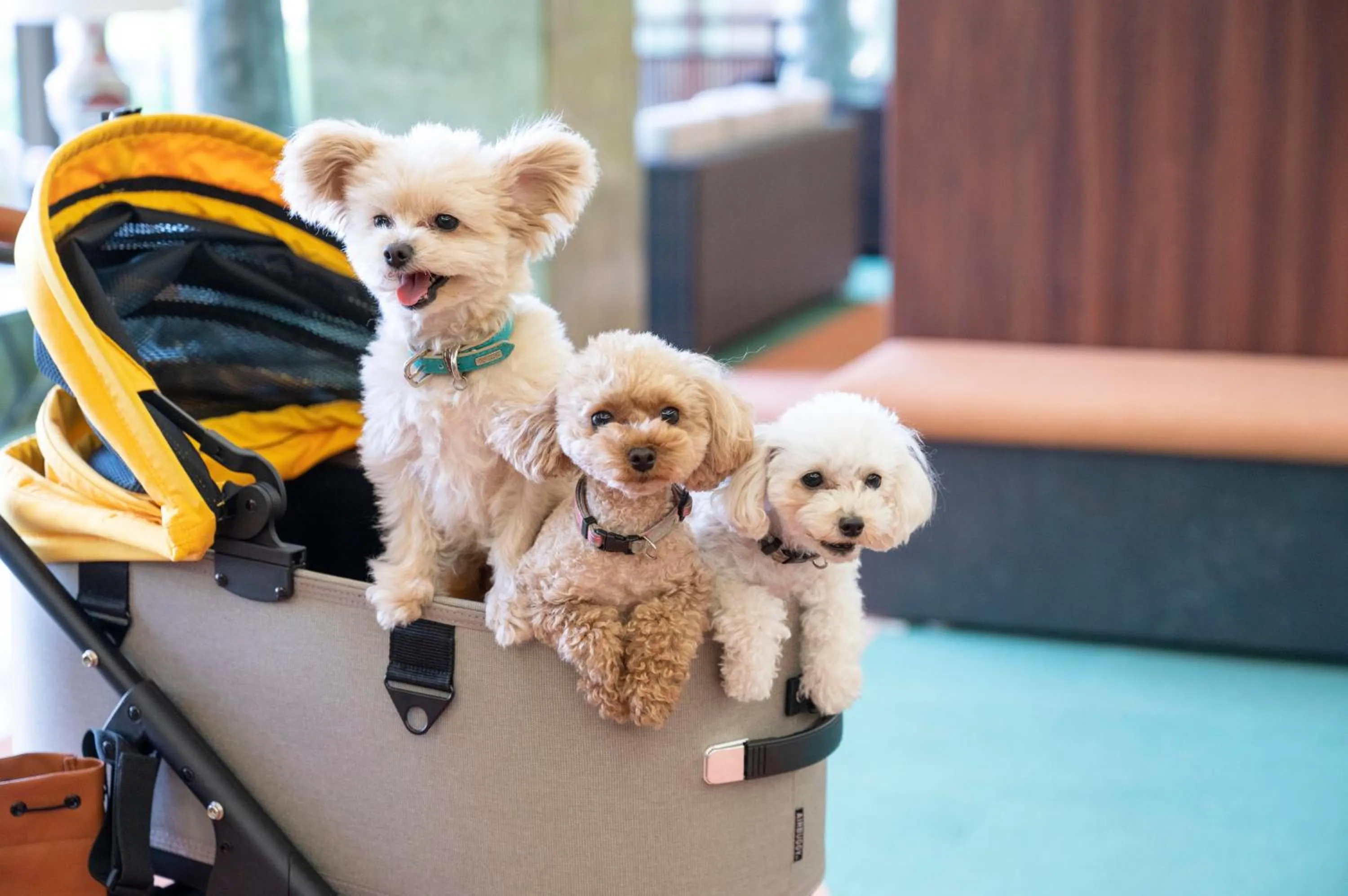 Pets in Hamanako Wan Wan Paradise Hotel