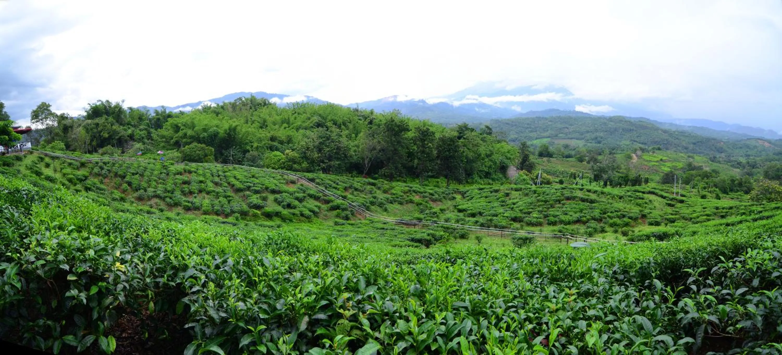 Garden in Sabah Tea Resort