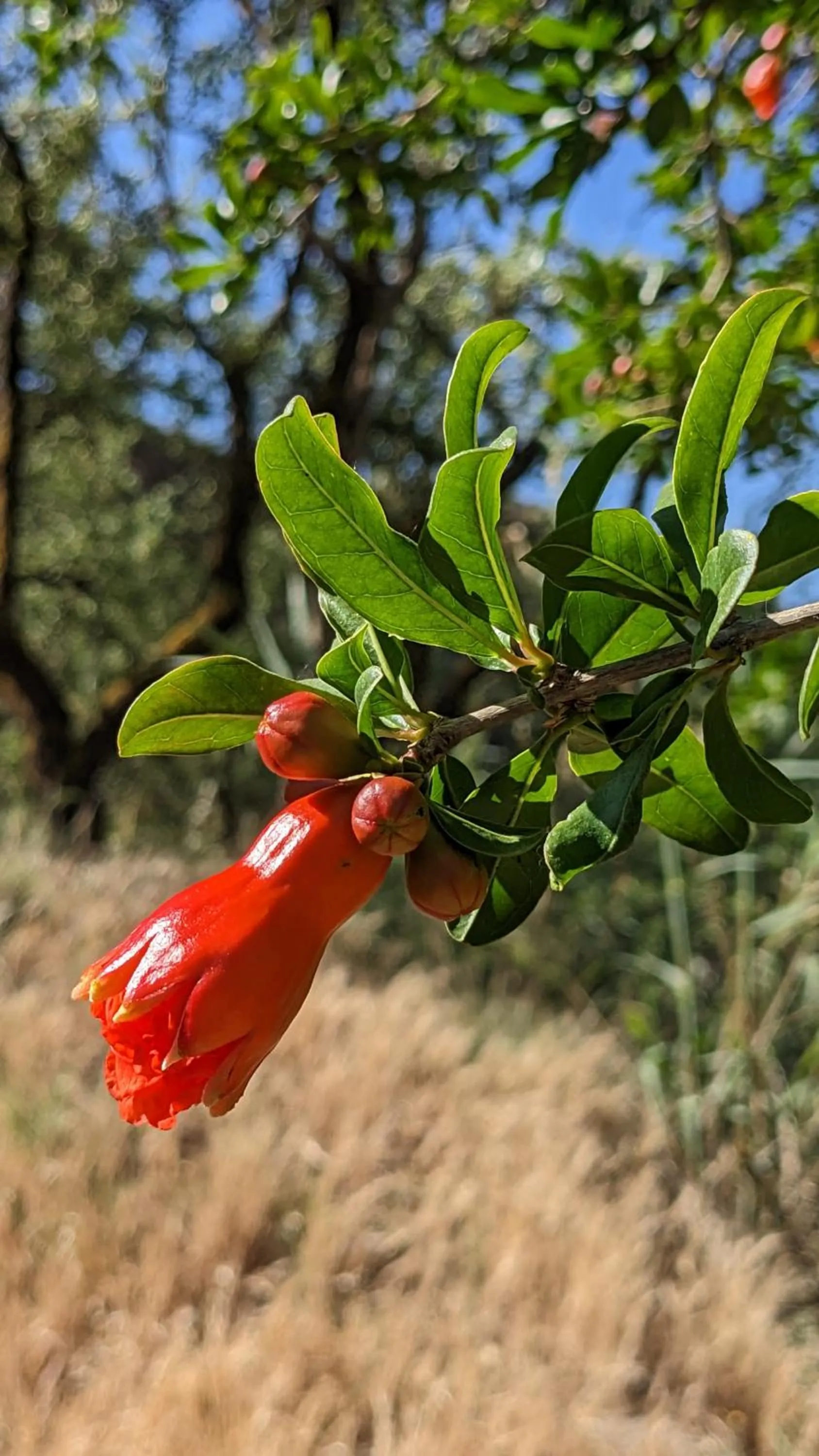 Spring in La Cañota King Rooms Adults Only