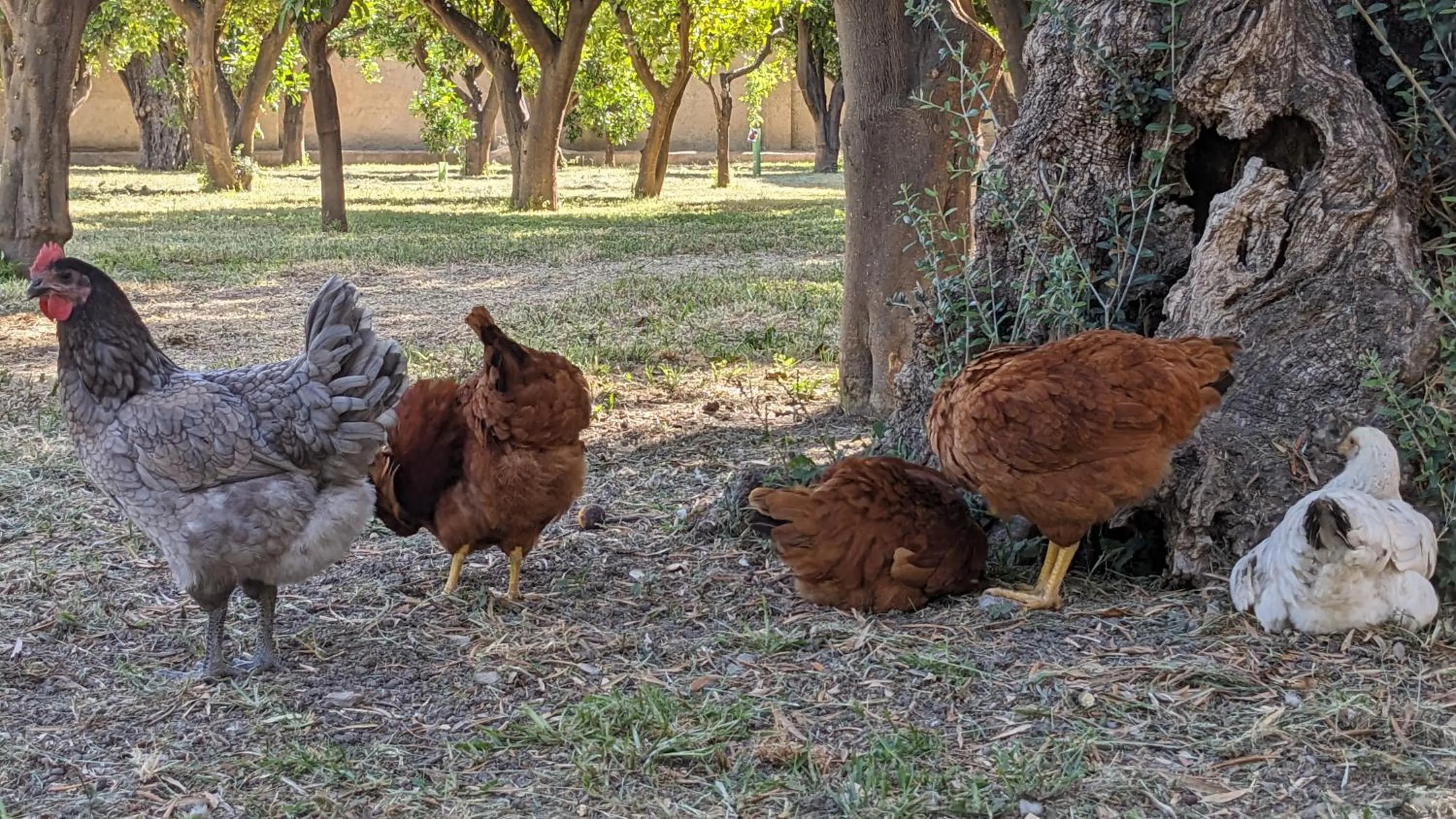 Day in La Cañota King Rooms Adults Only