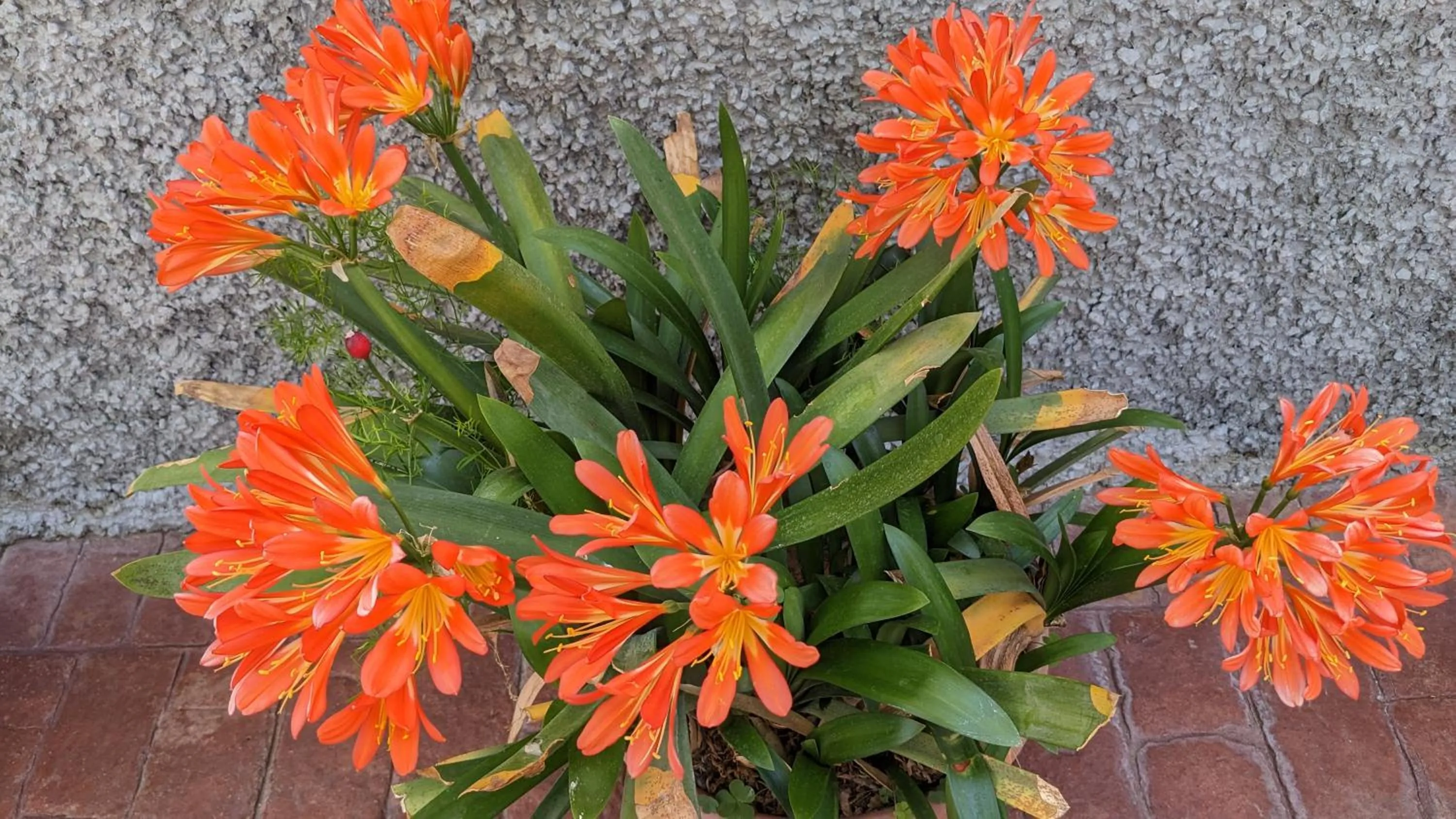 Day in La Cañota King Rooms Adults Only