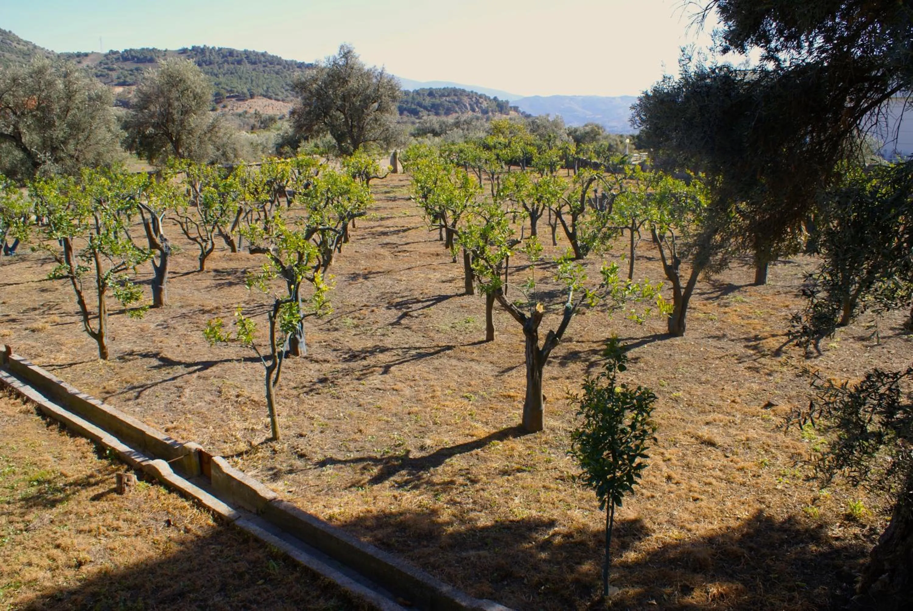 Garden view in La Cañota King Rooms Adults Only
