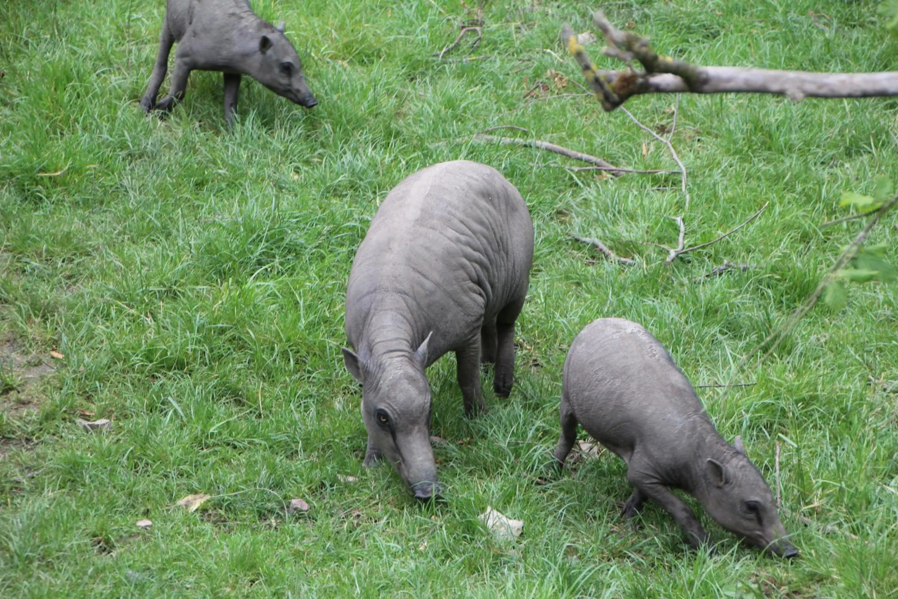 Nearby landmark in ibis budget Lisieux