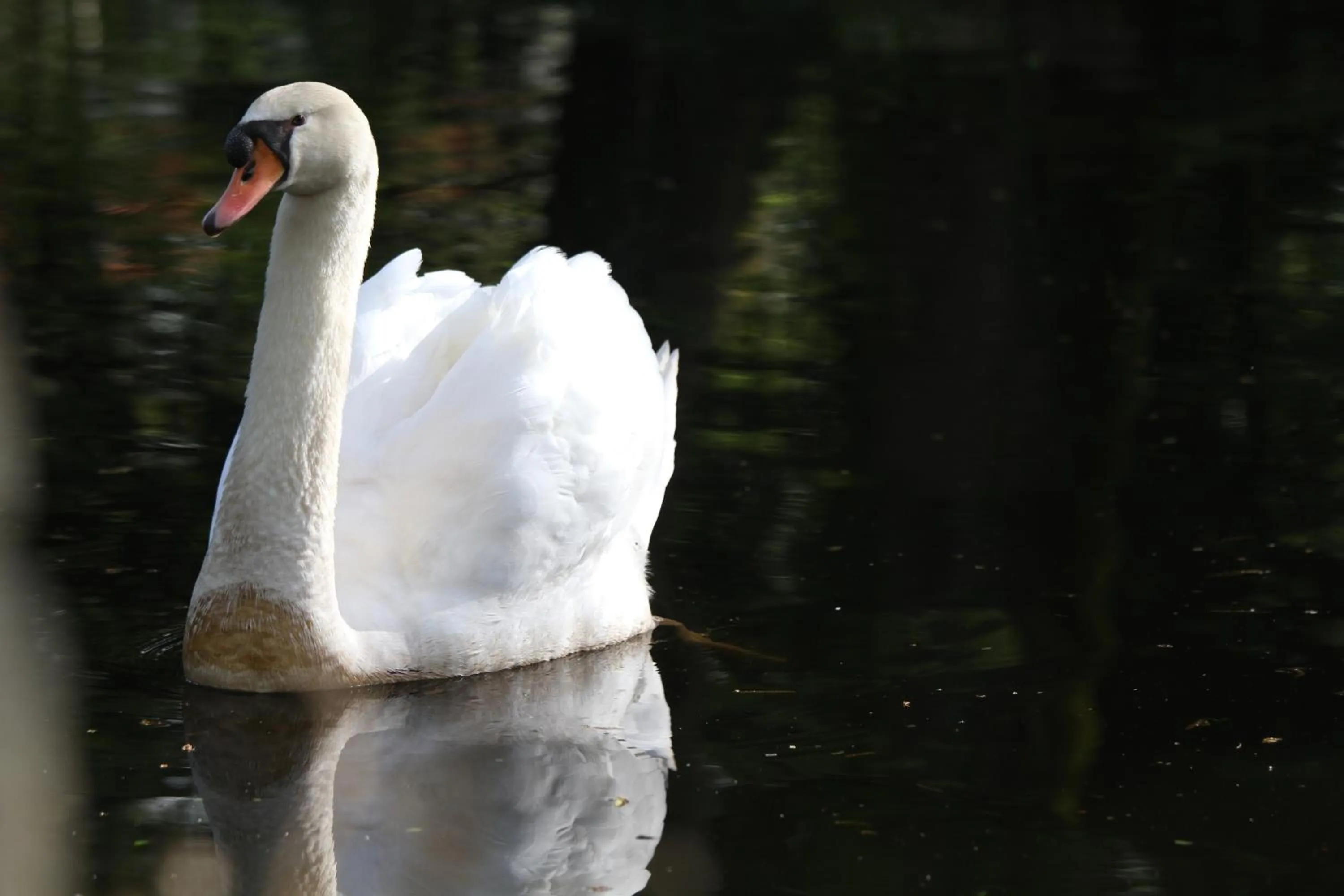 Animals in Château du Bois de La Noe