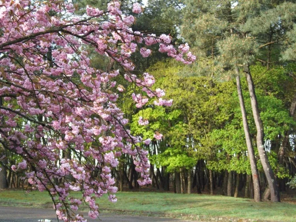 Garden in Le Clos du Chêne