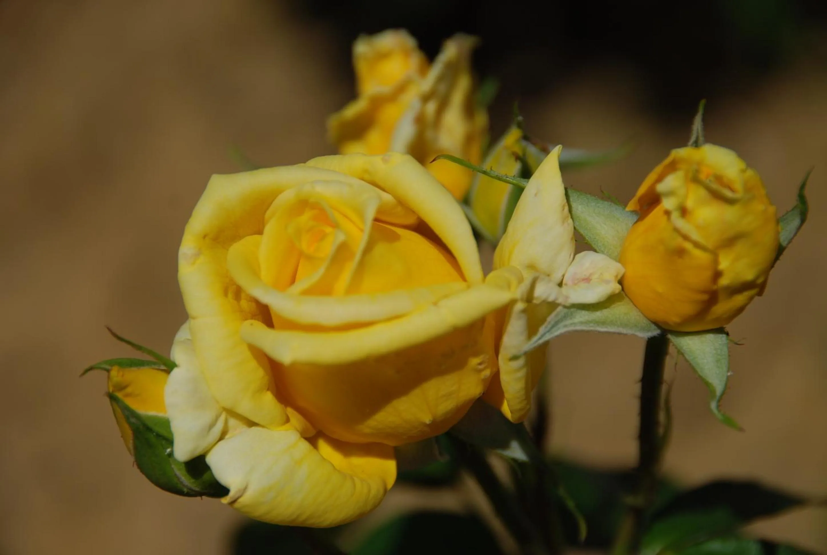 Garden in Domaine Sainte Barthe, entre Marciac et Nogaro
