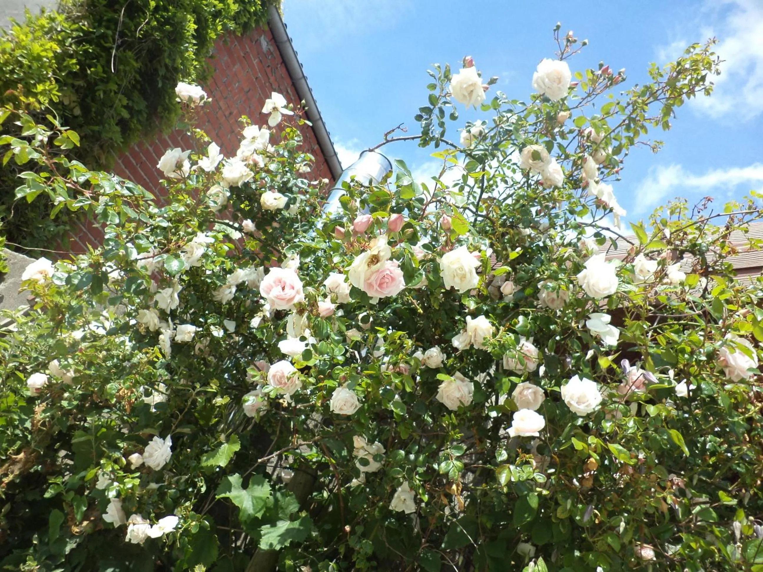 Garden in B&B De Vlaschaerd