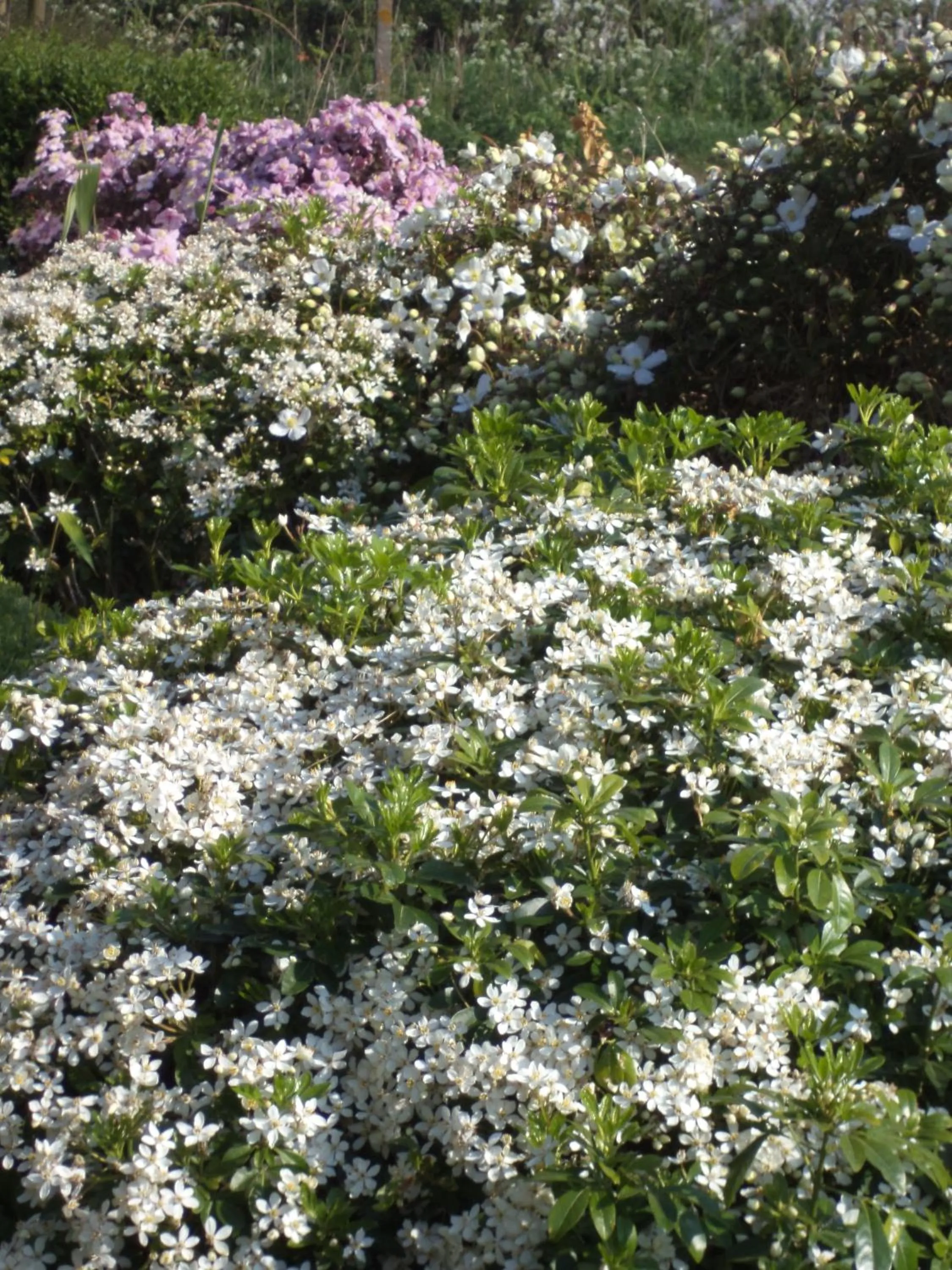 Garden in B&B De Vlaschaerd