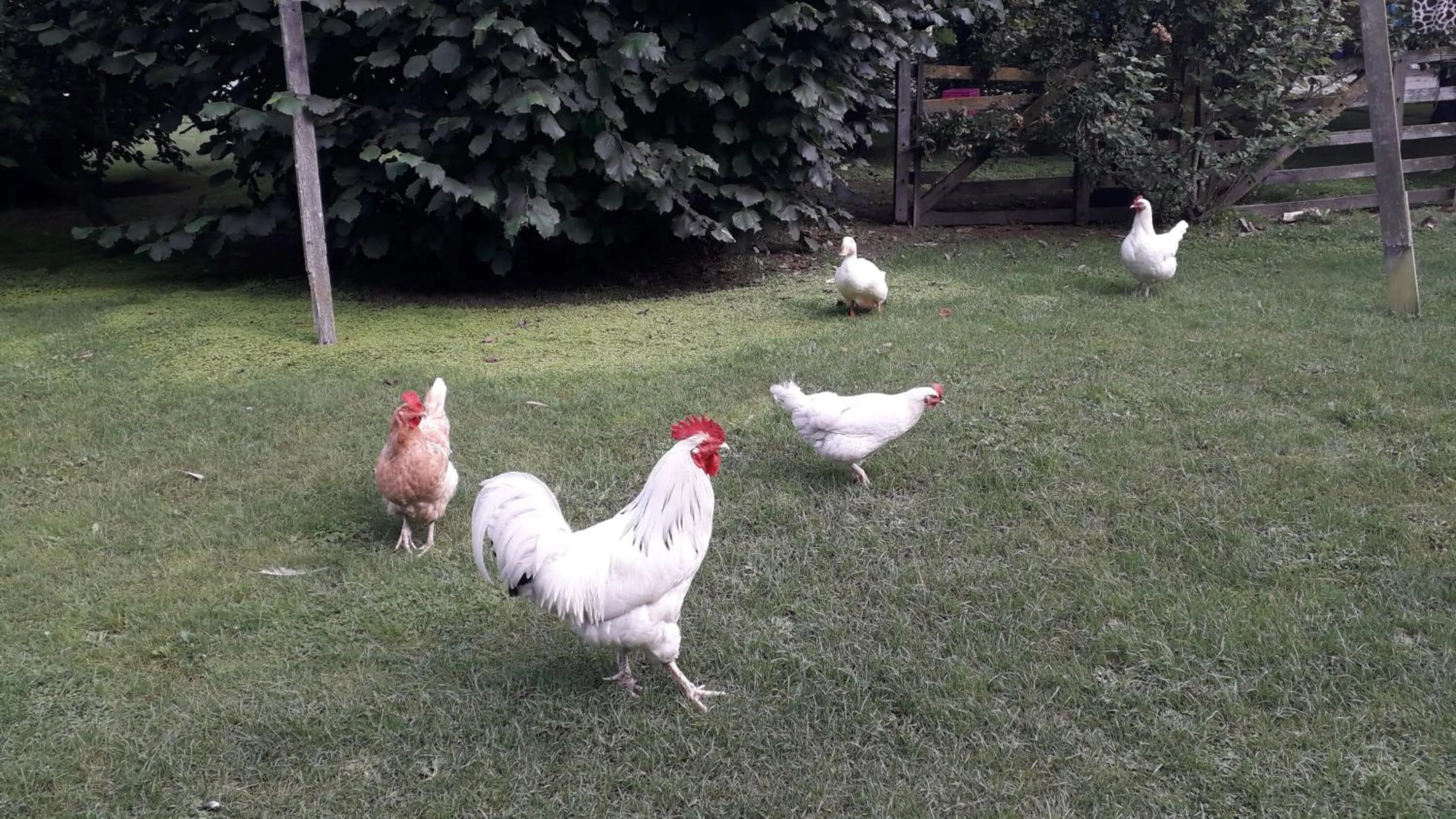 Animals in Western House B&B Kurow