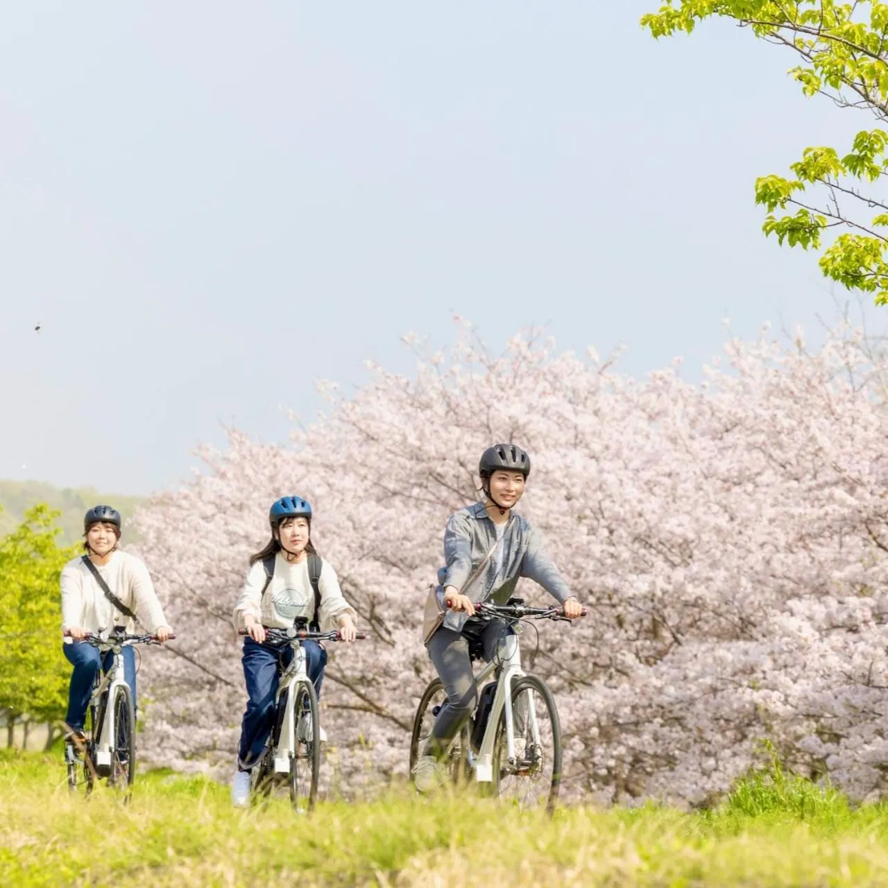 Activities in Kona Stay Bicycle Resort