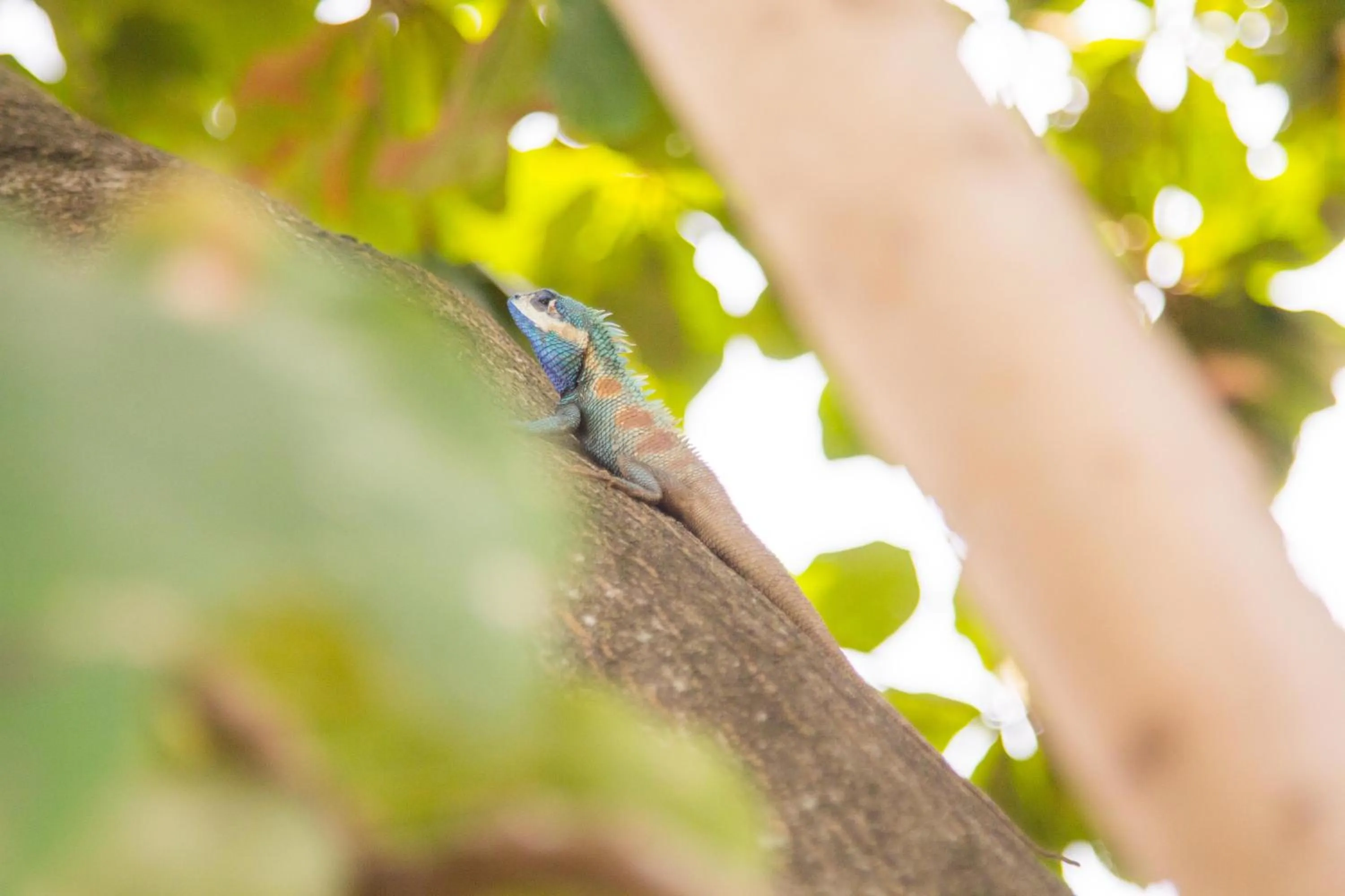 Animals in Buasawan Resort & Restaurant