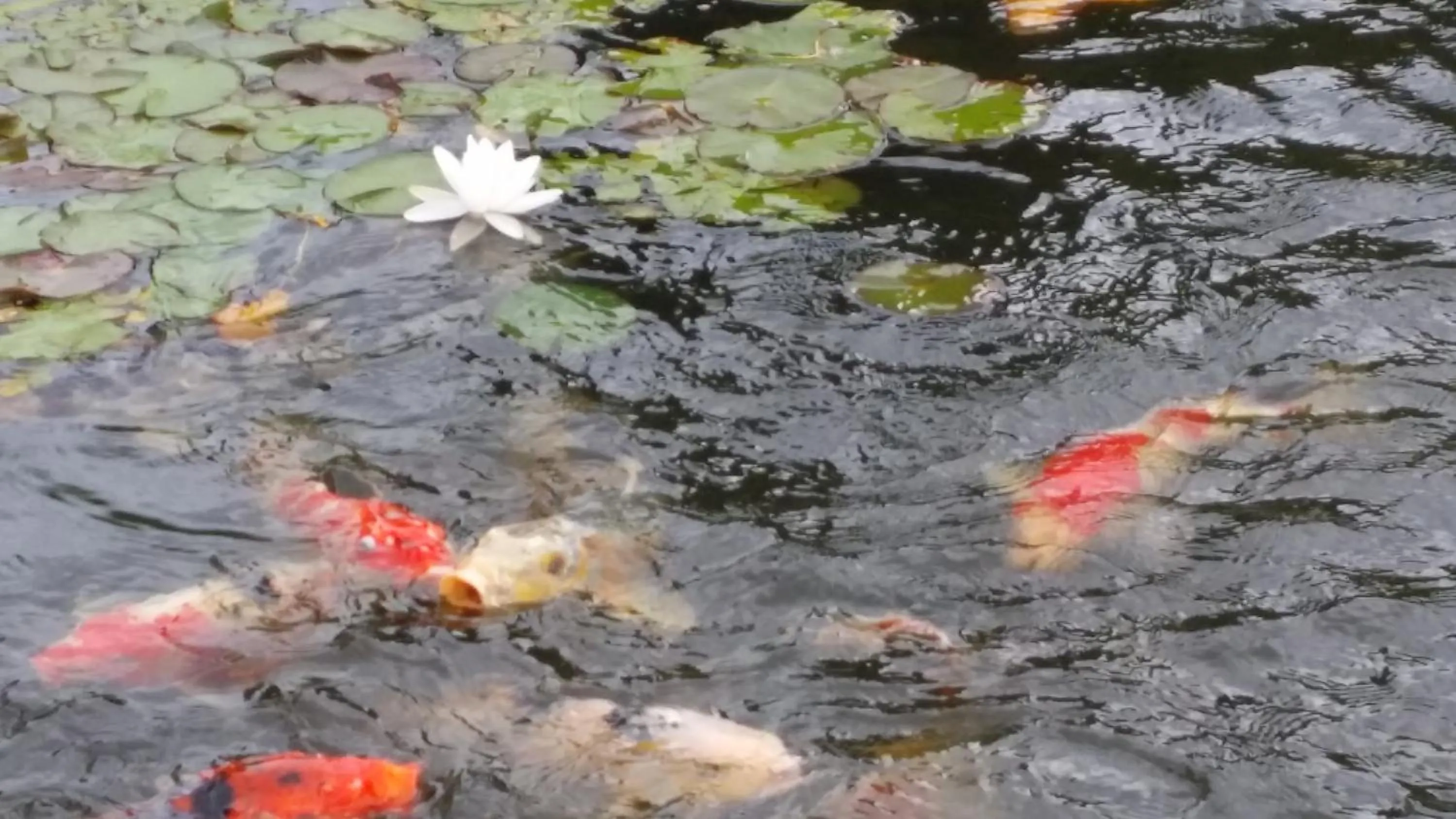 Logis Hotel Des Grands Vins