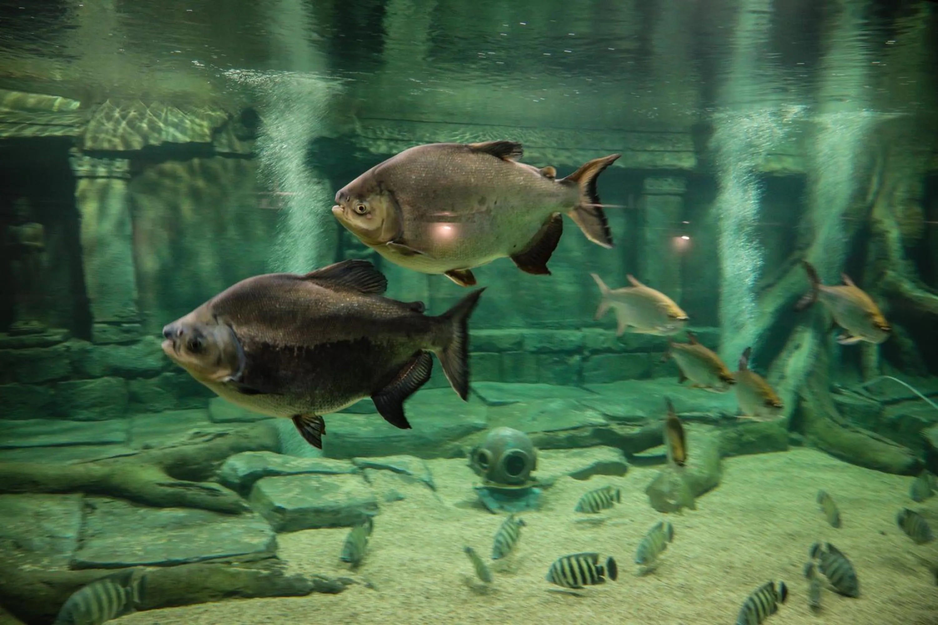 Animals in Hotel Meilenstein