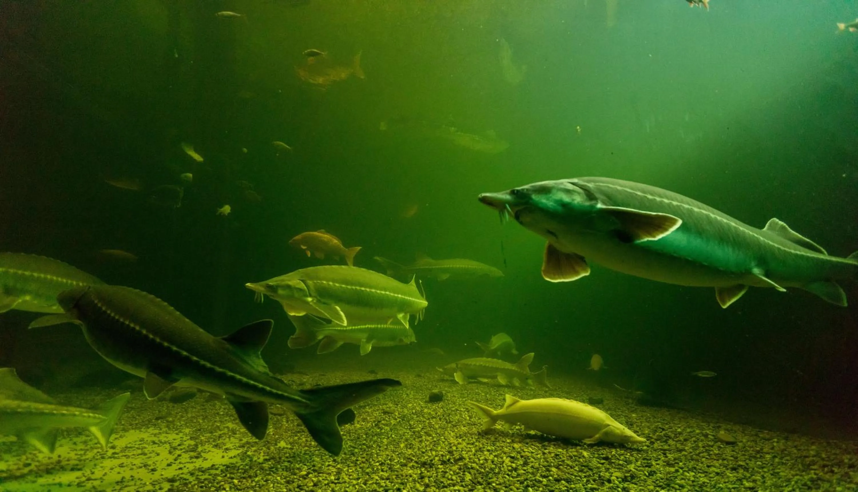 Decorative detail in Hotel Meilenstein