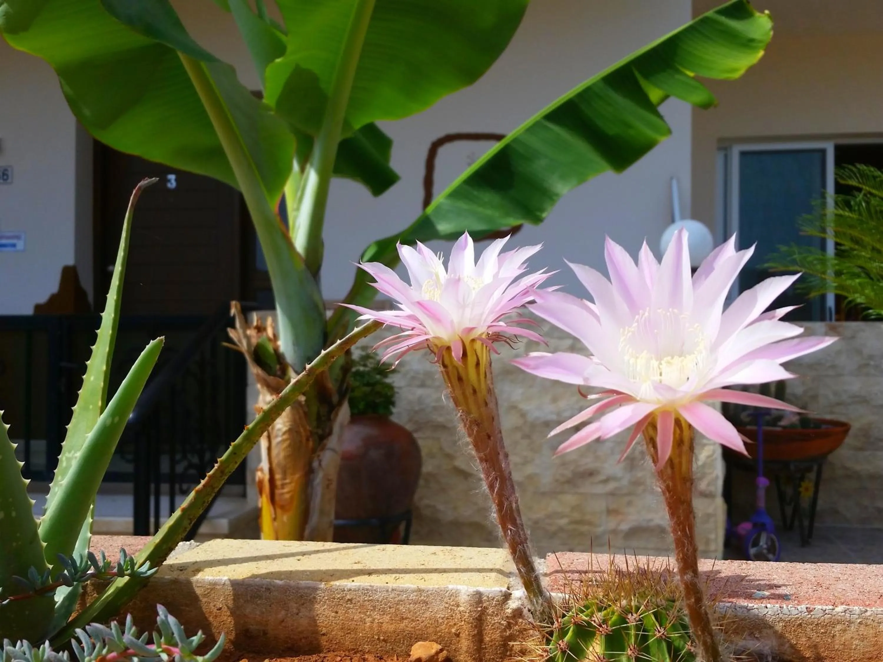 Garden in Astrofegia Apartments Near The Sea