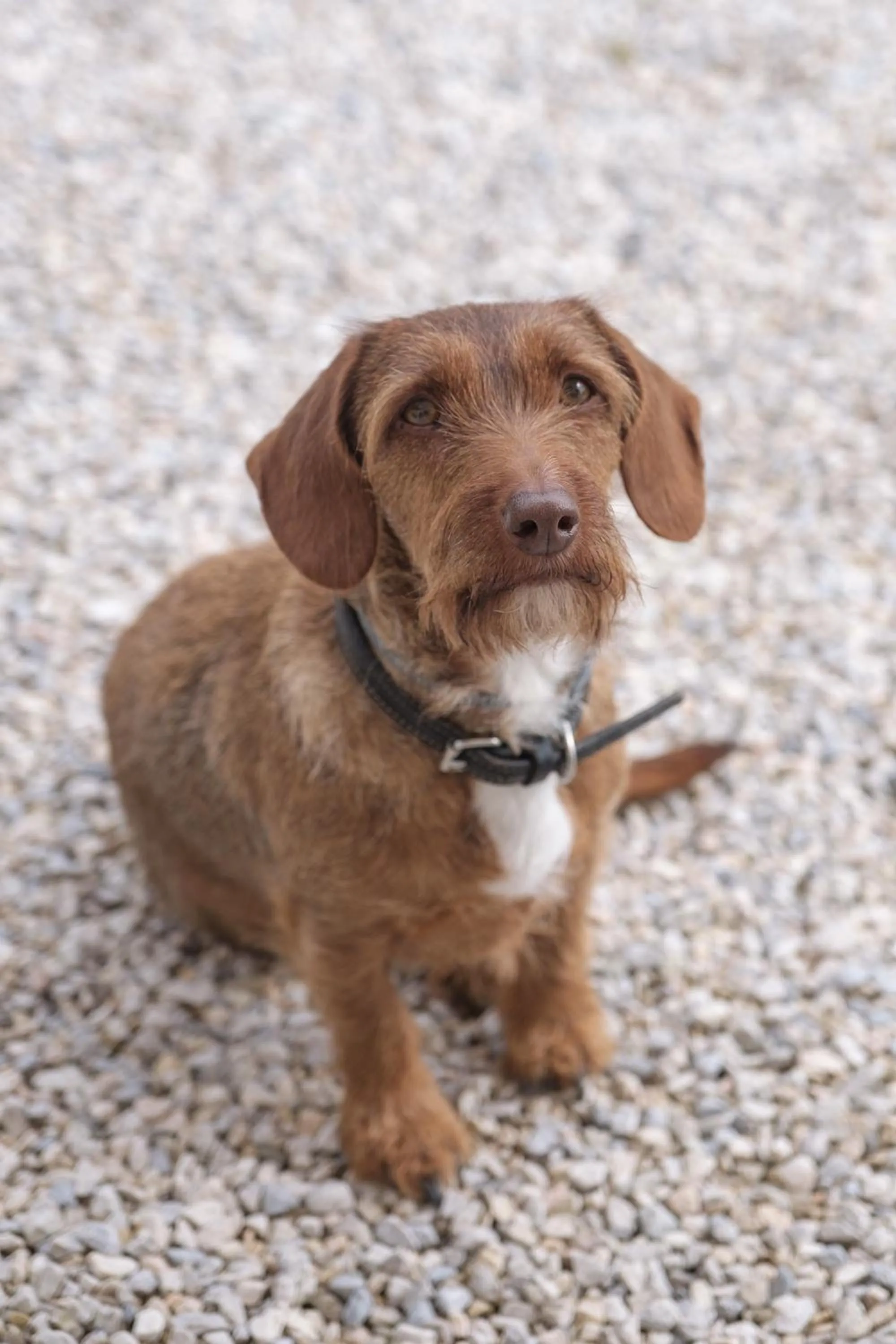 Pets in Fontelunga Hotel & Villas